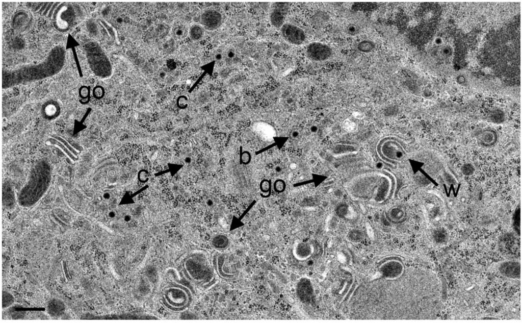 Viruses 07 00052 g010 1024