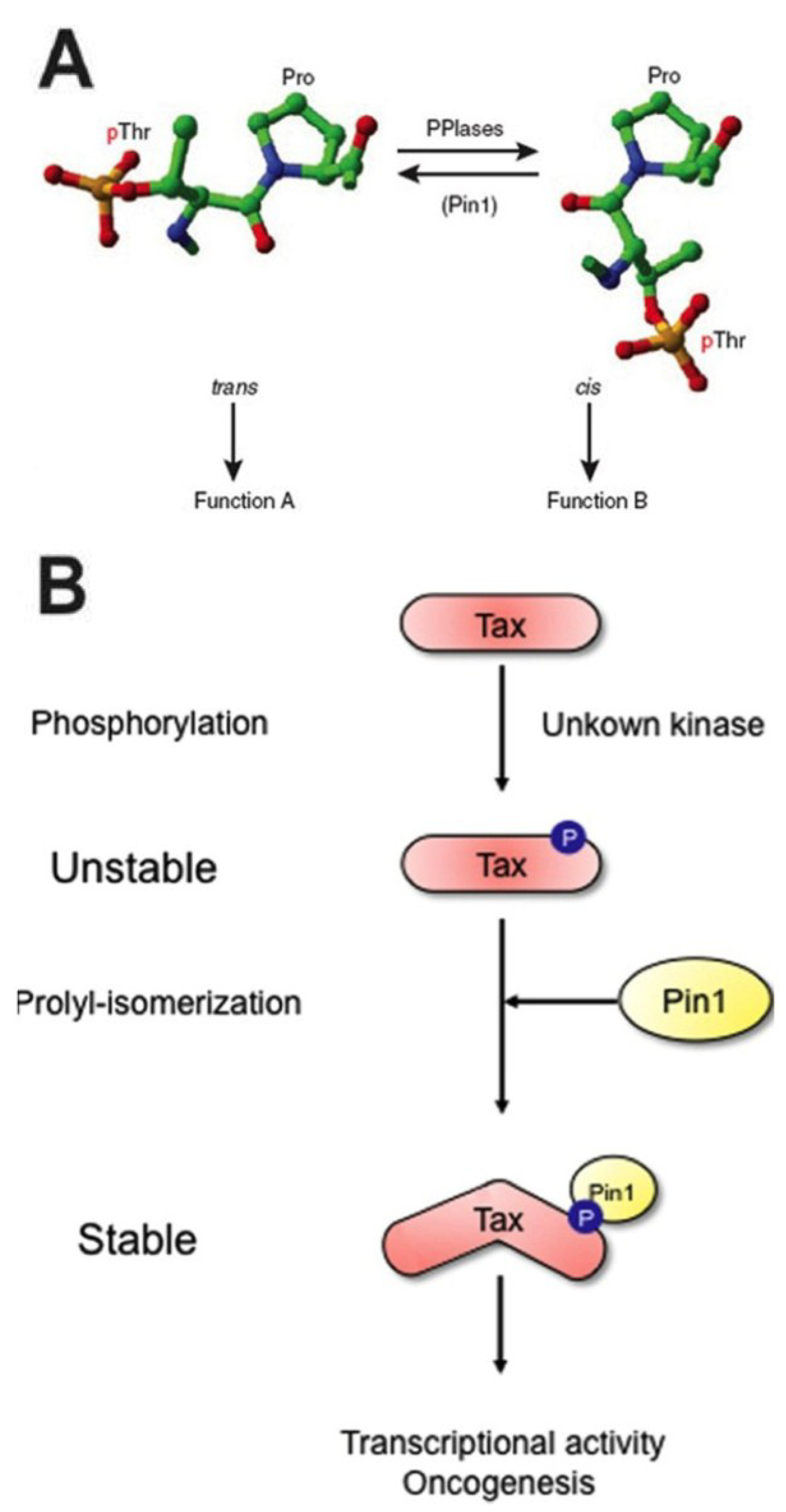 Viruses 07 00072 g003 1024