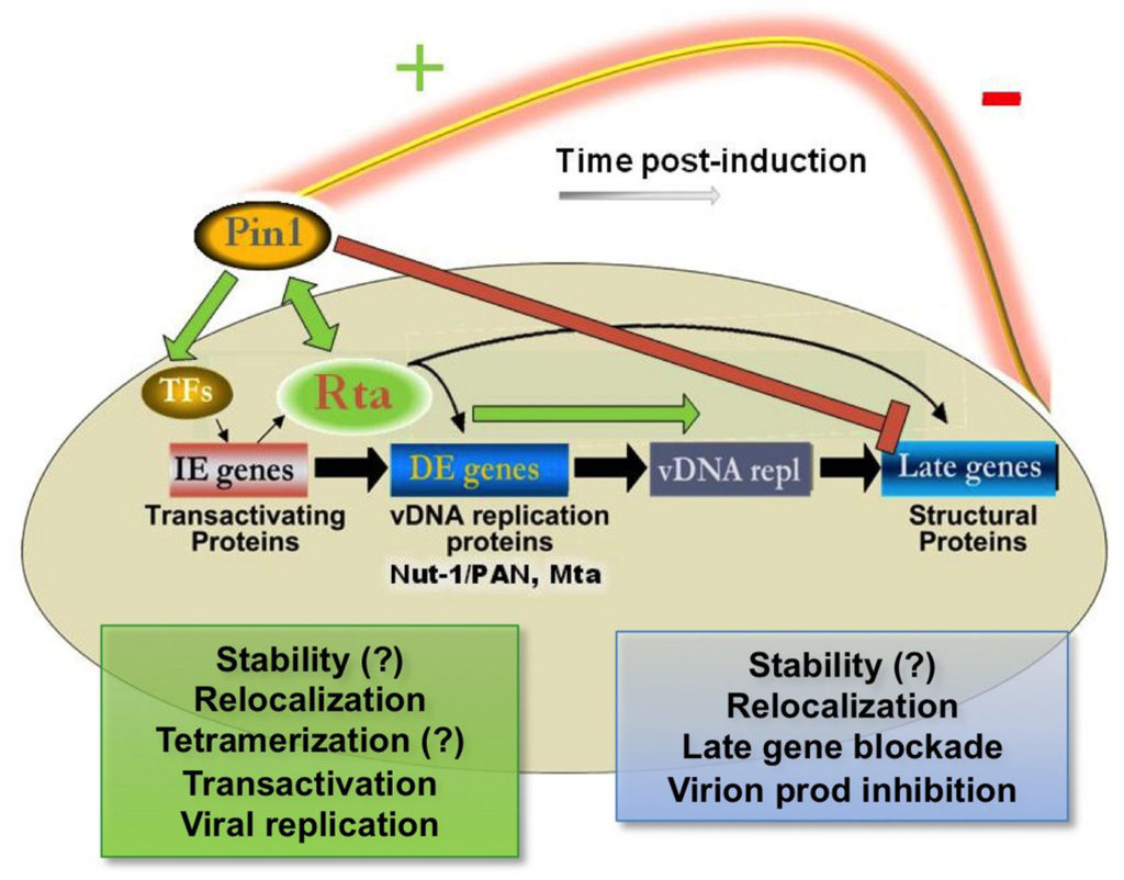 KSHV Reactivation and Novel Implications of Protein