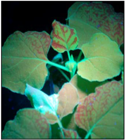 Viruses 07 00969 i001