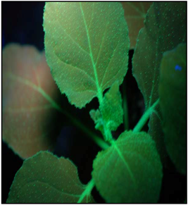 Viruses 07 00969 i002