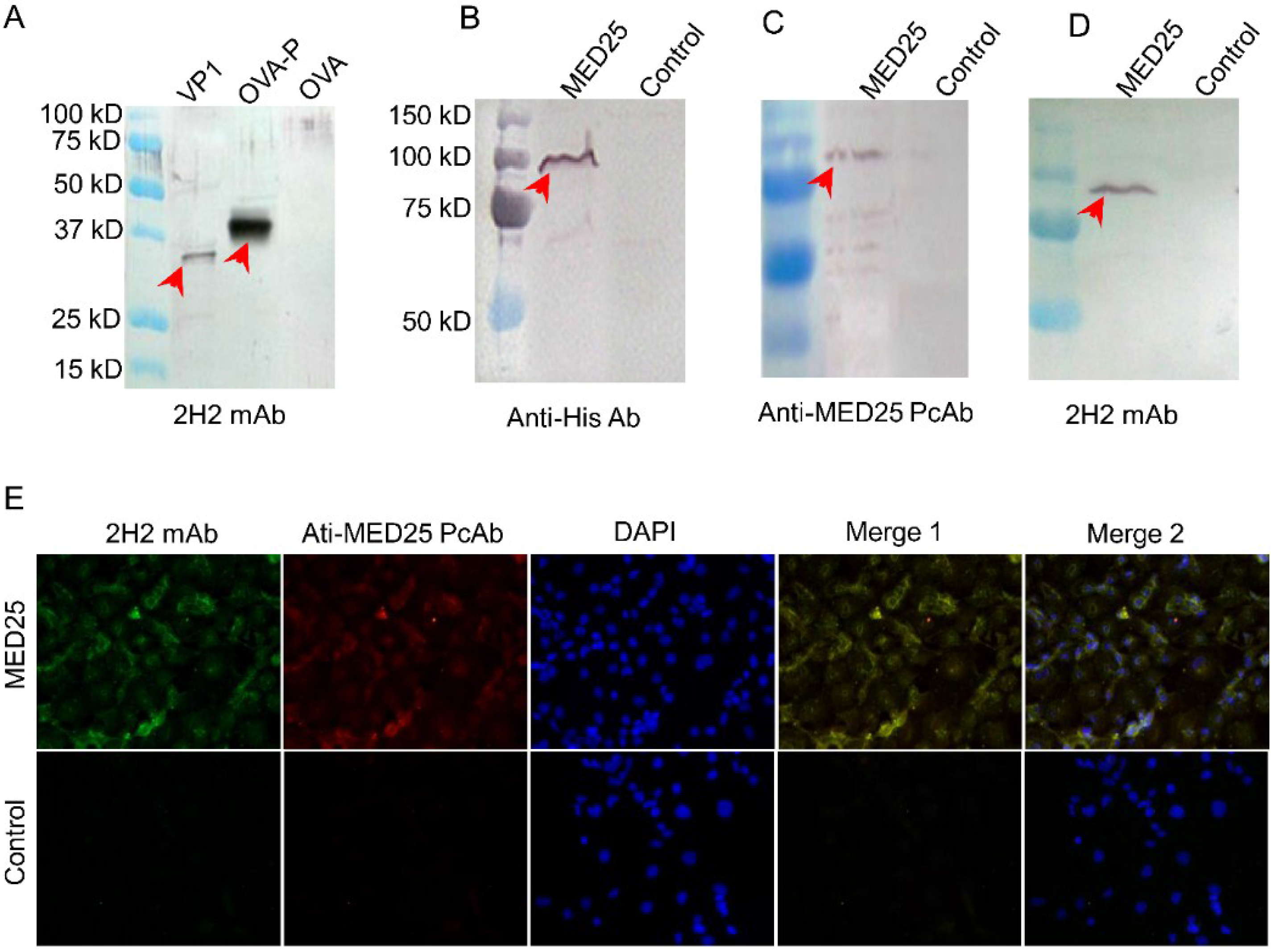 Viruses 07 01558 g003