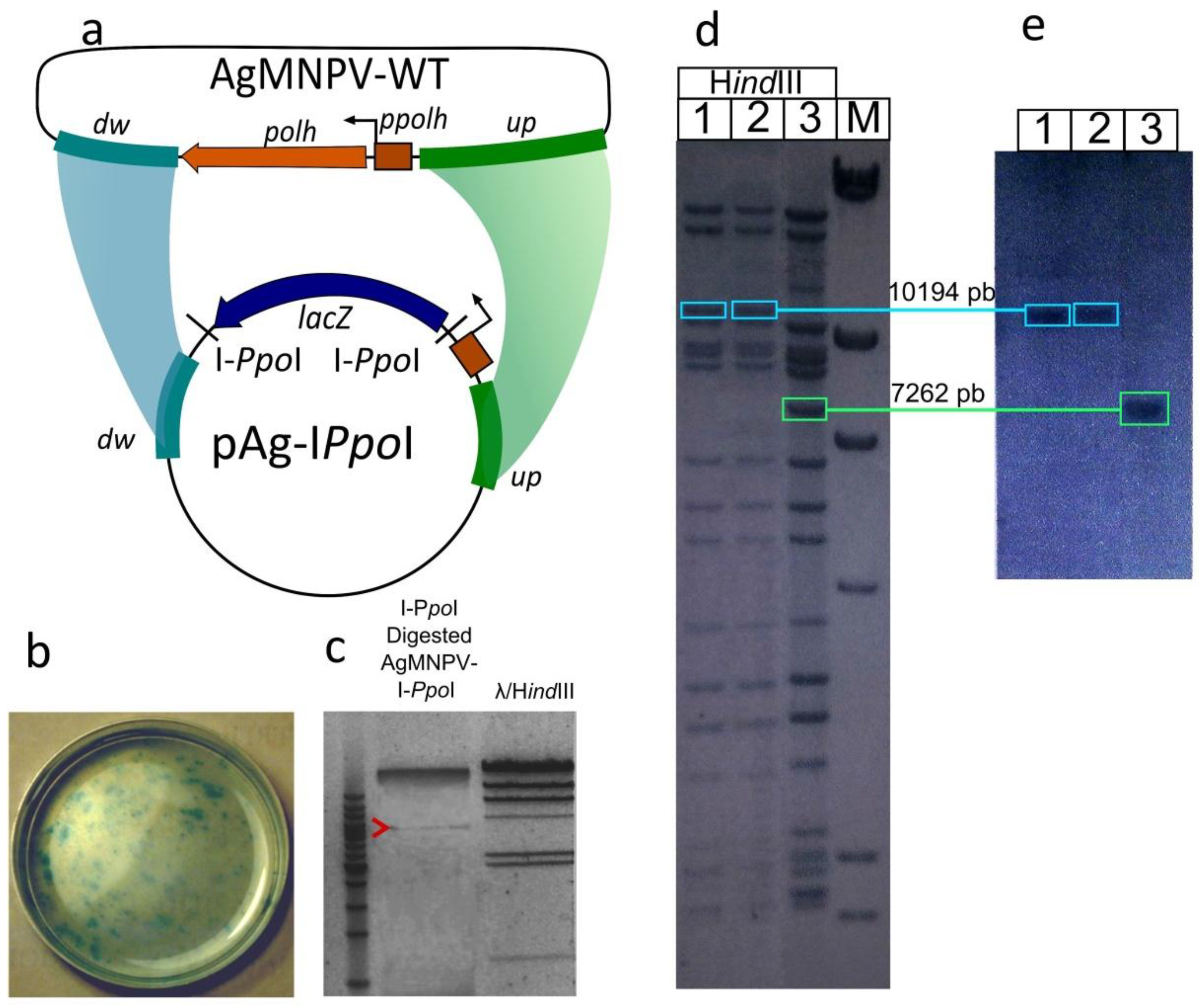 Viruses 07 01599 g001