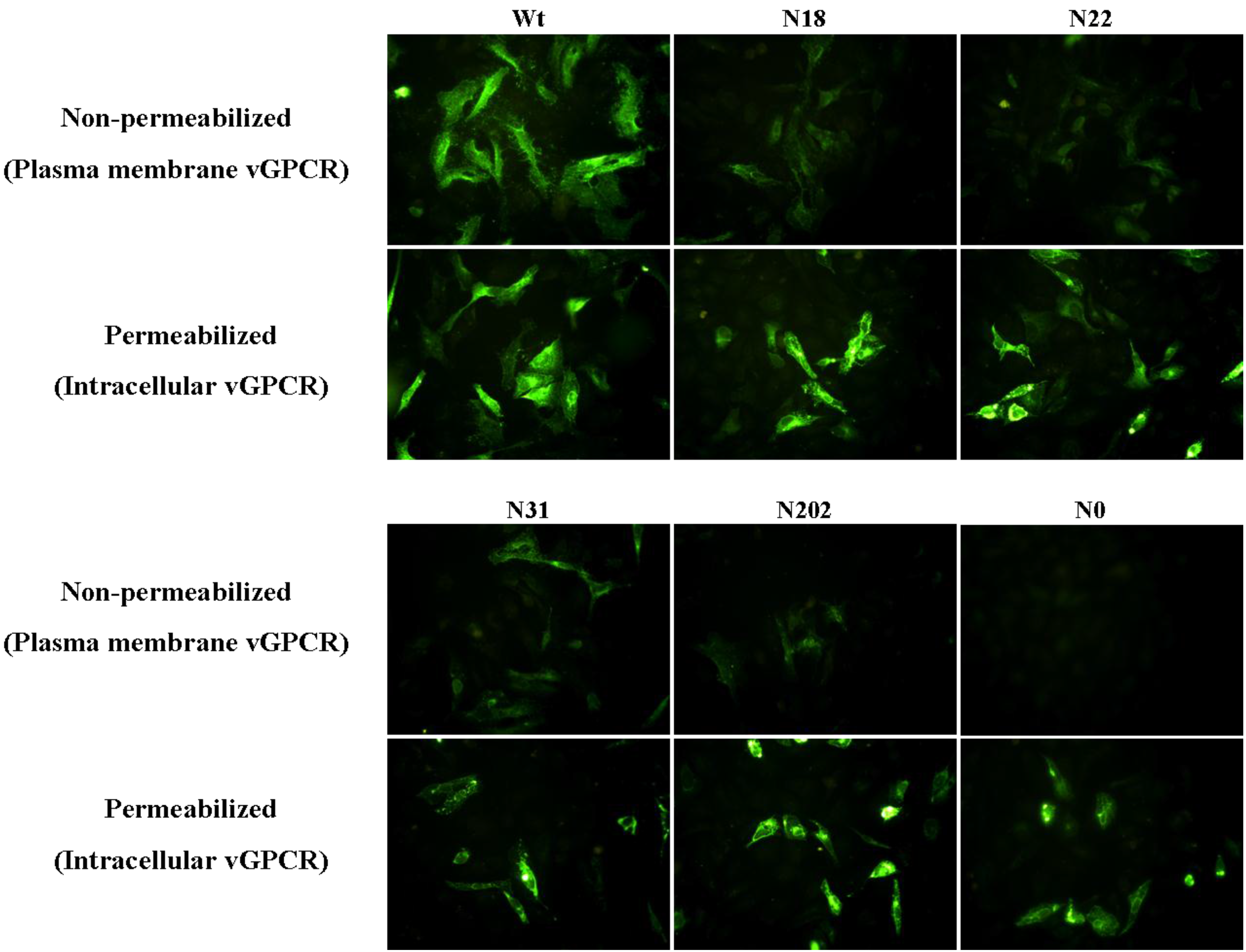 Viruses 07 01627 g004