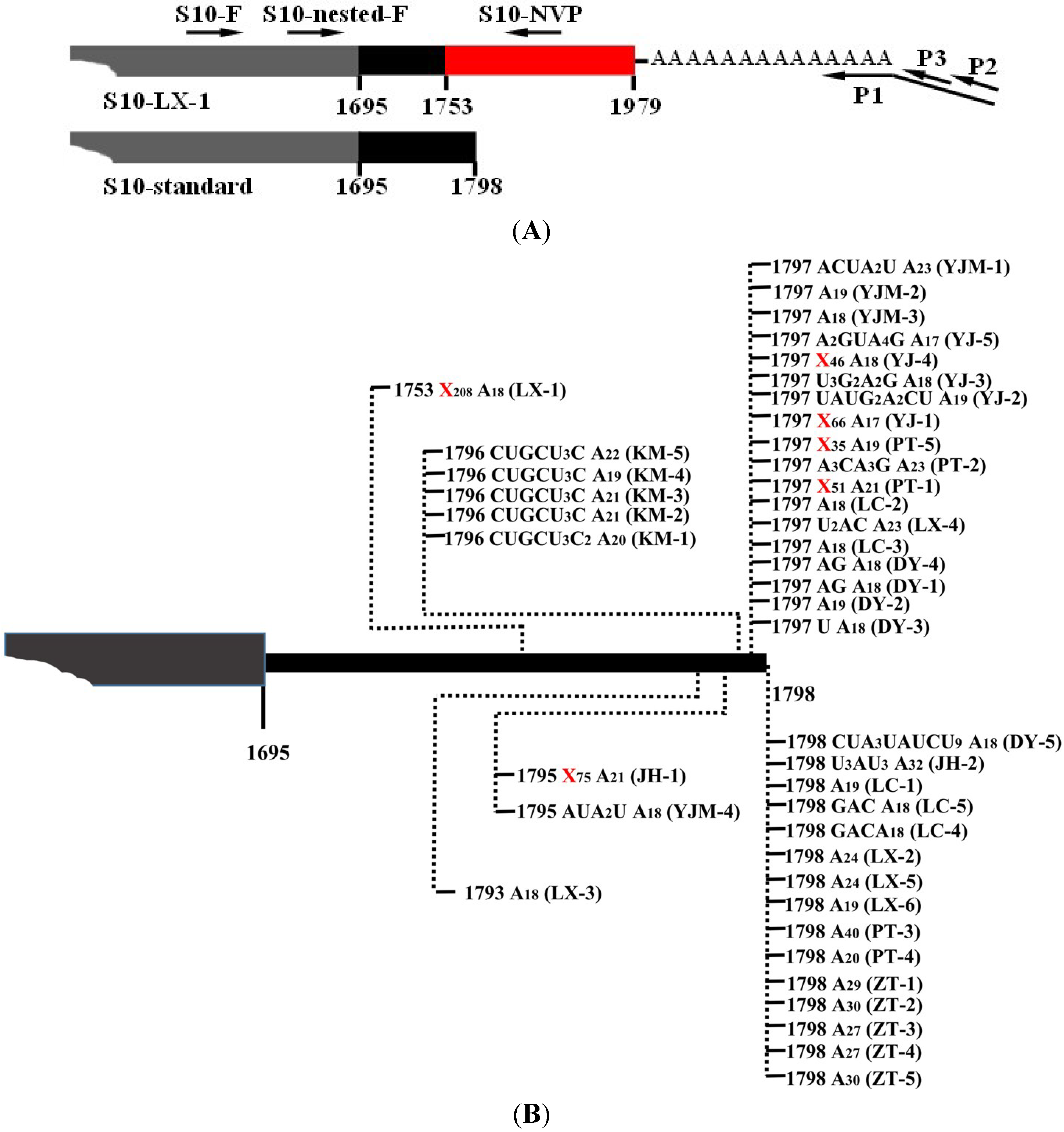 Viruses Free Full Text Presence Of Poly A Tails At The 3 Termini Of Some Mrnas Of A Double Stranded Rna Virus Southern Rice Black Streaked Dwarf Virus Html Viruses Free Full Text Presence Of Poly A Tails At The 3 Termini Of Some Mrnas Of A Double Stranded Rna Virus Southern Rice Black Streaked Dwarf Virus Html