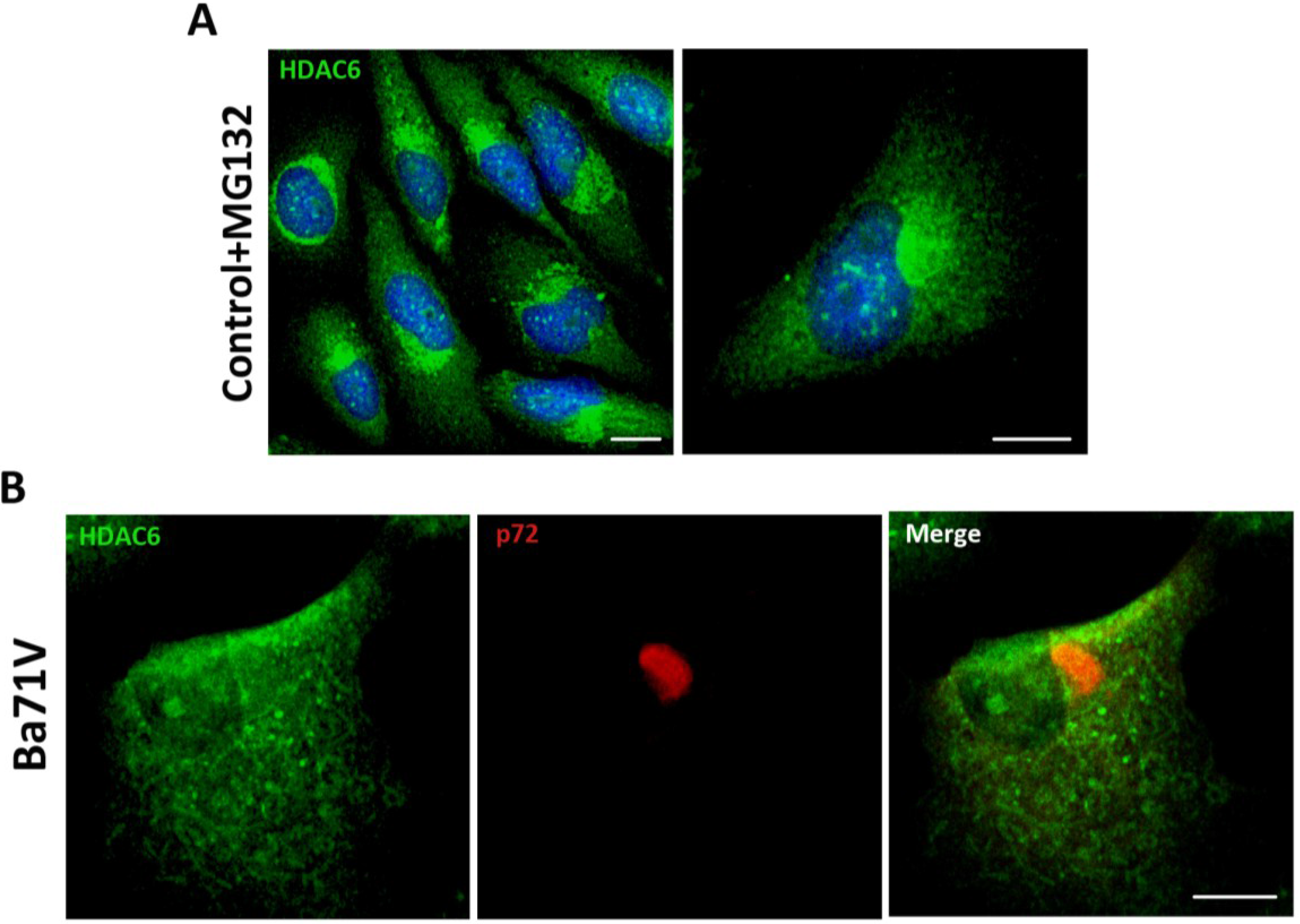 Viruses 07 01823 g001 1024