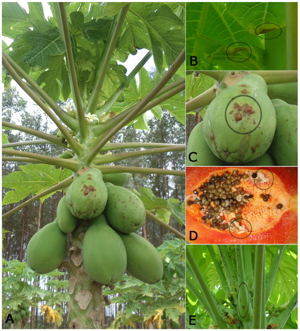 Viruses Free FullText A Current Overview of the Papaya meleira