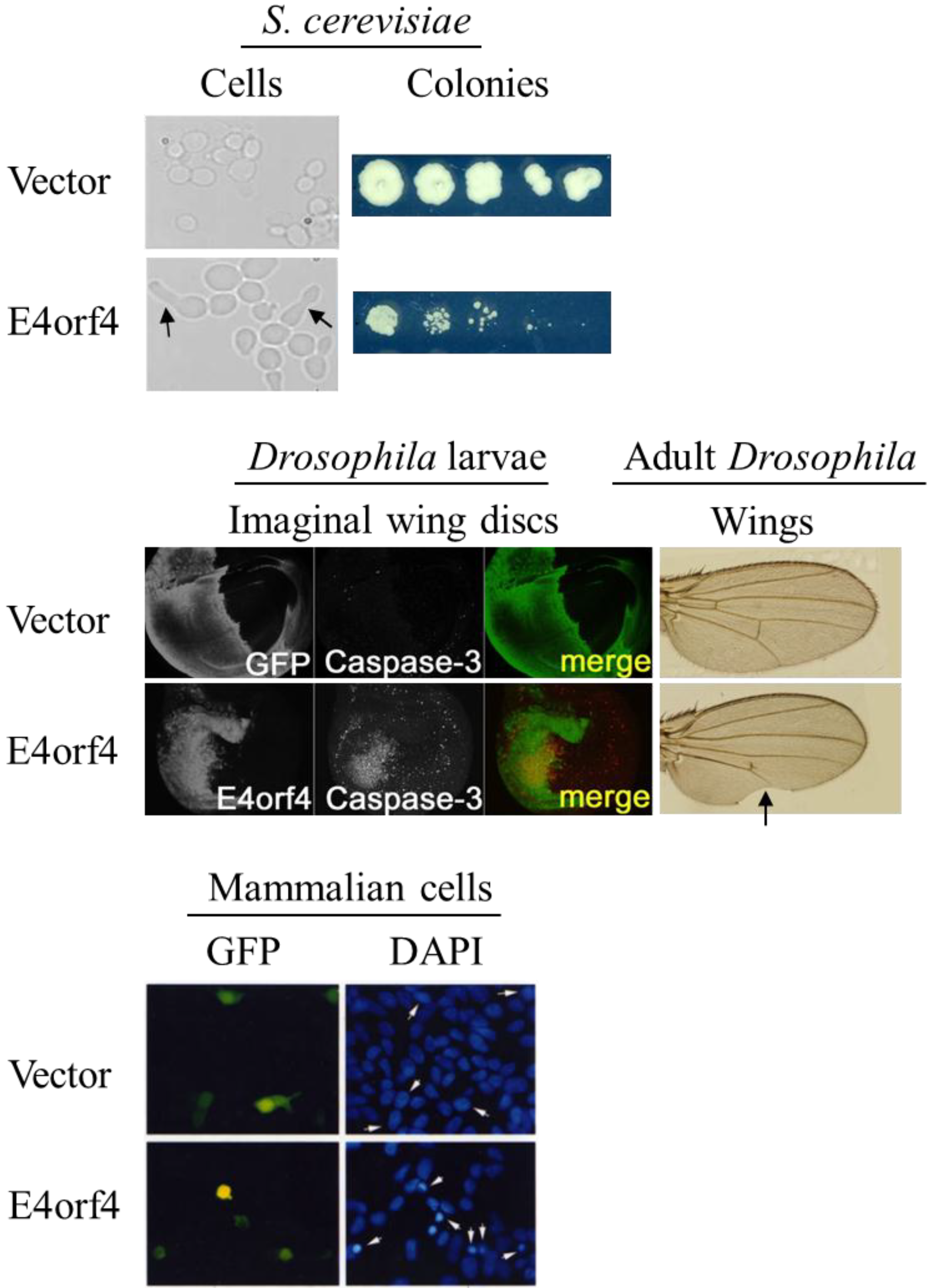 Viruses 07 02334 g002