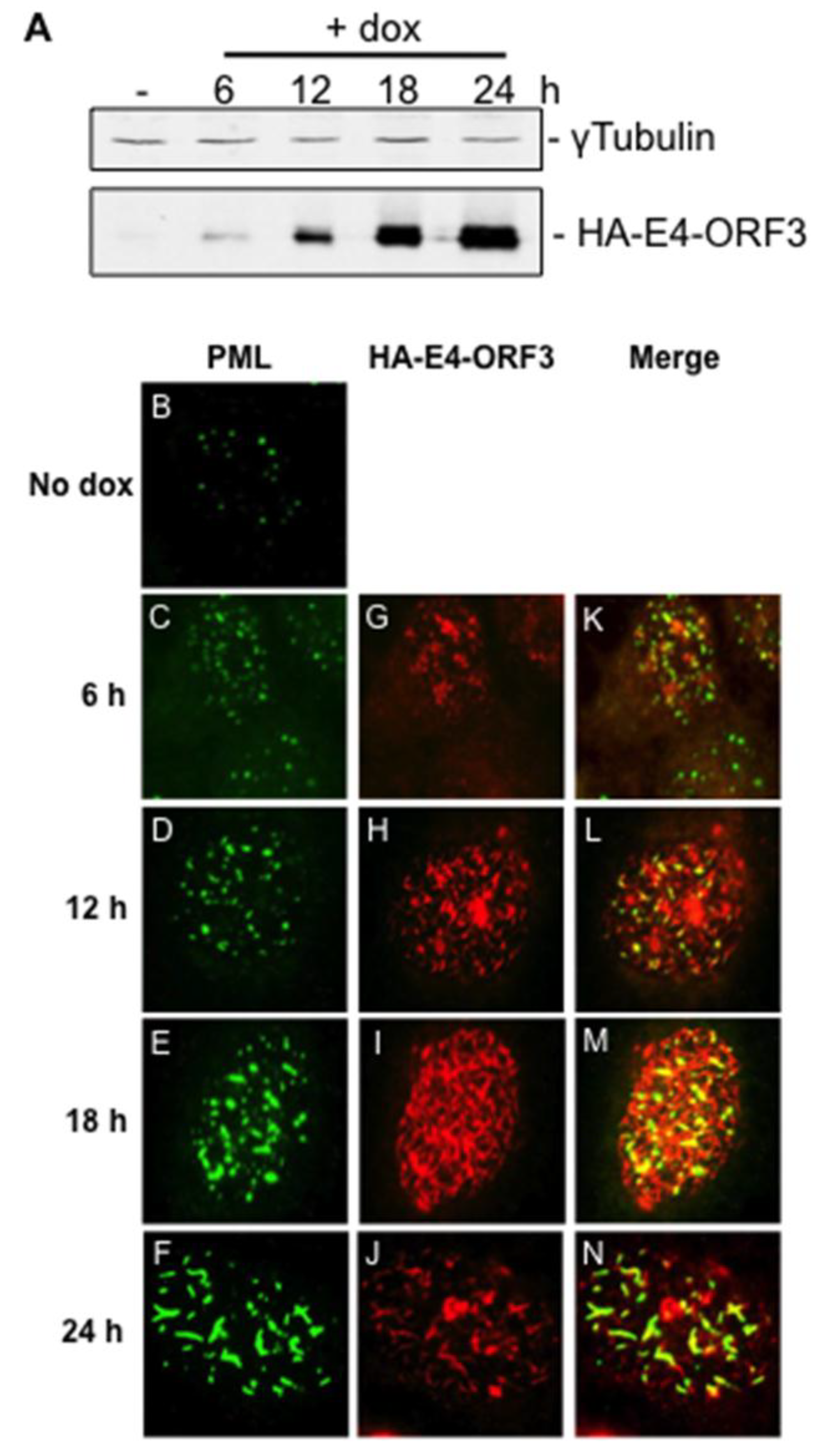 Viruses 07 02428 g001