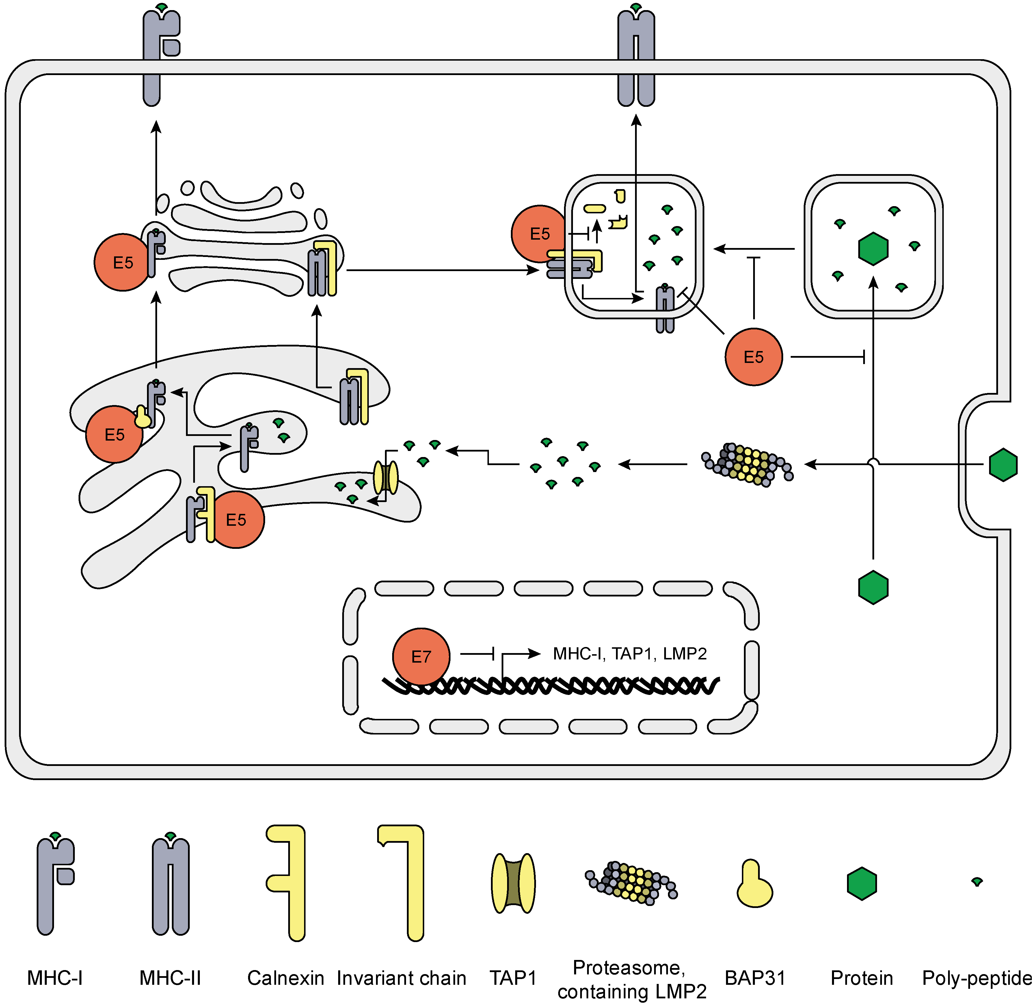 Viruses 07 02485 g004