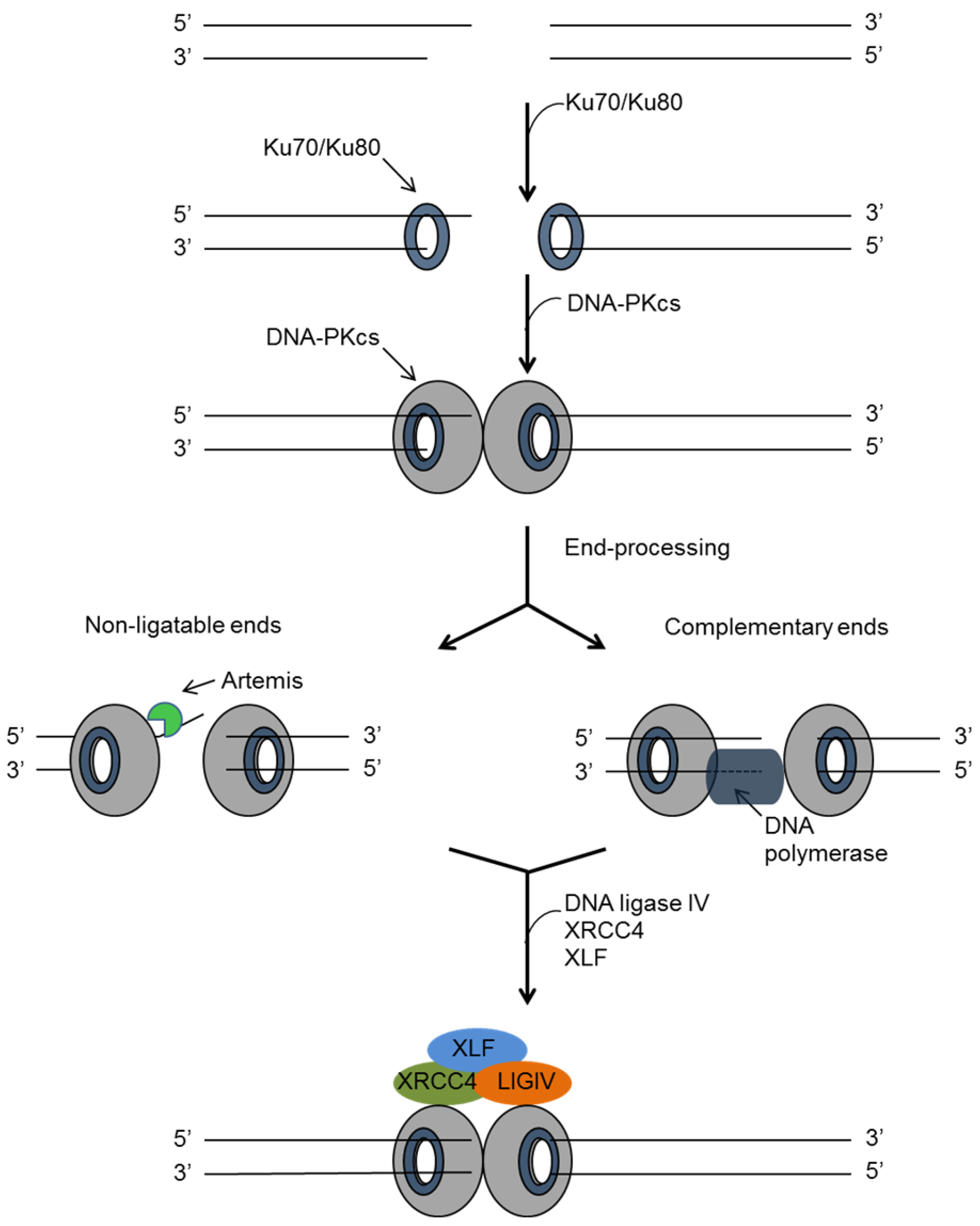 Viruses 07 02542 g004