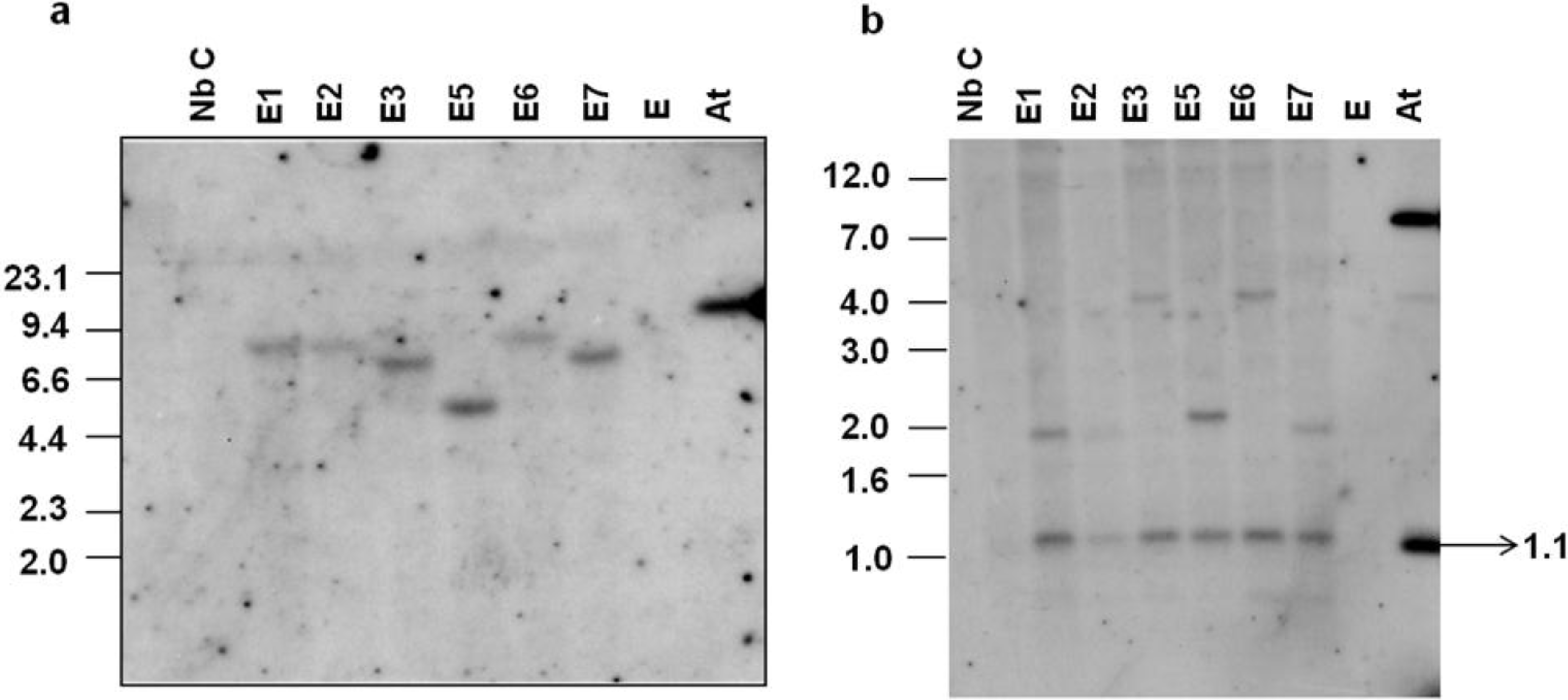 Viruses 07 02641 g002