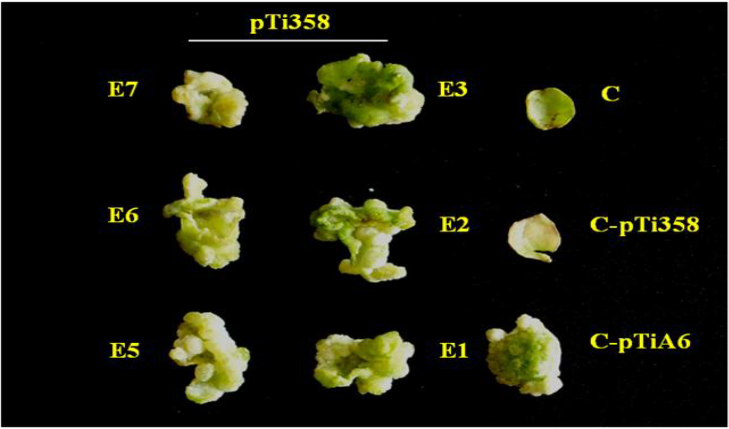 Viruses 07 02641 g003