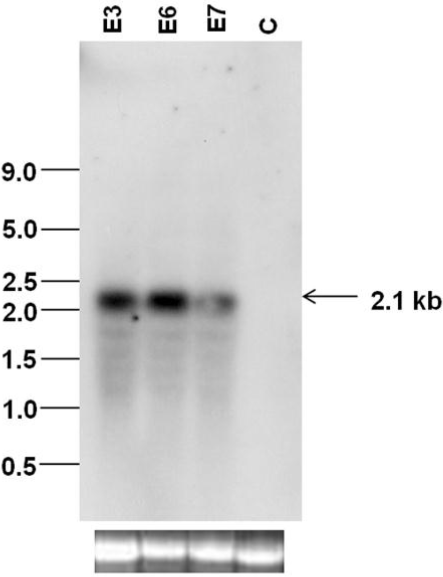 Viruses 07 02641 g004