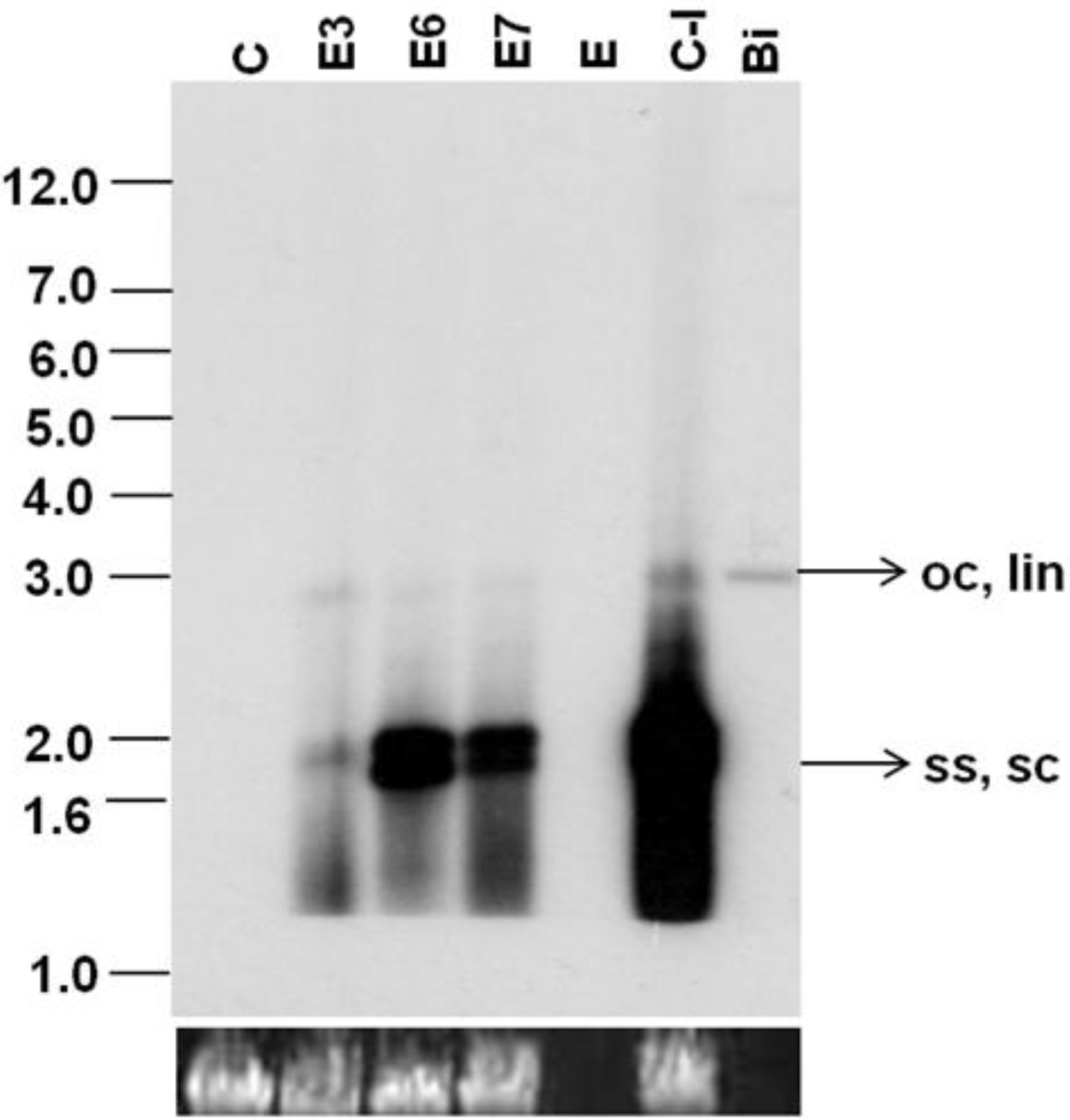 Viruses 07 02641 g006