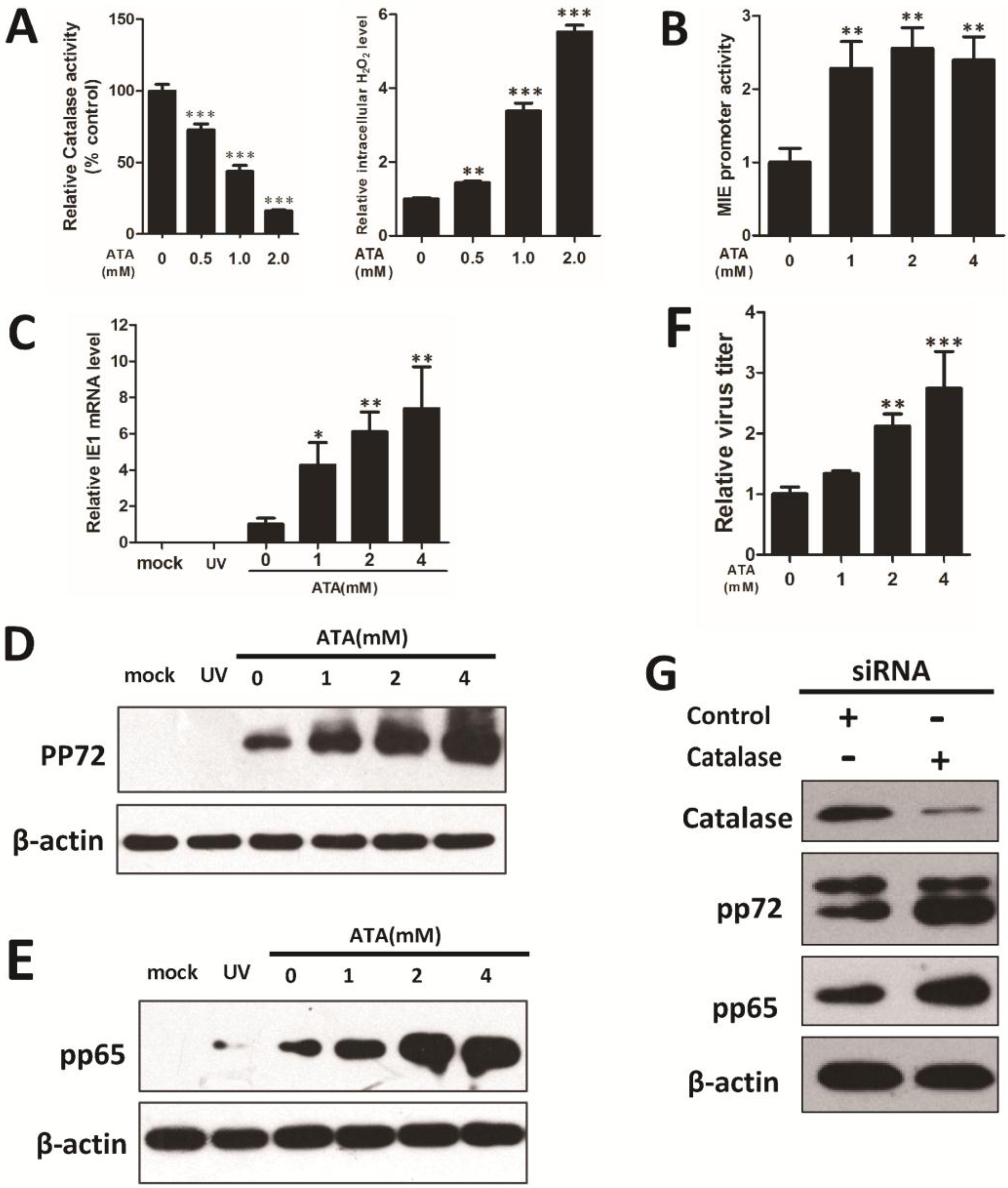 Viruses 07 02748 g003 1024