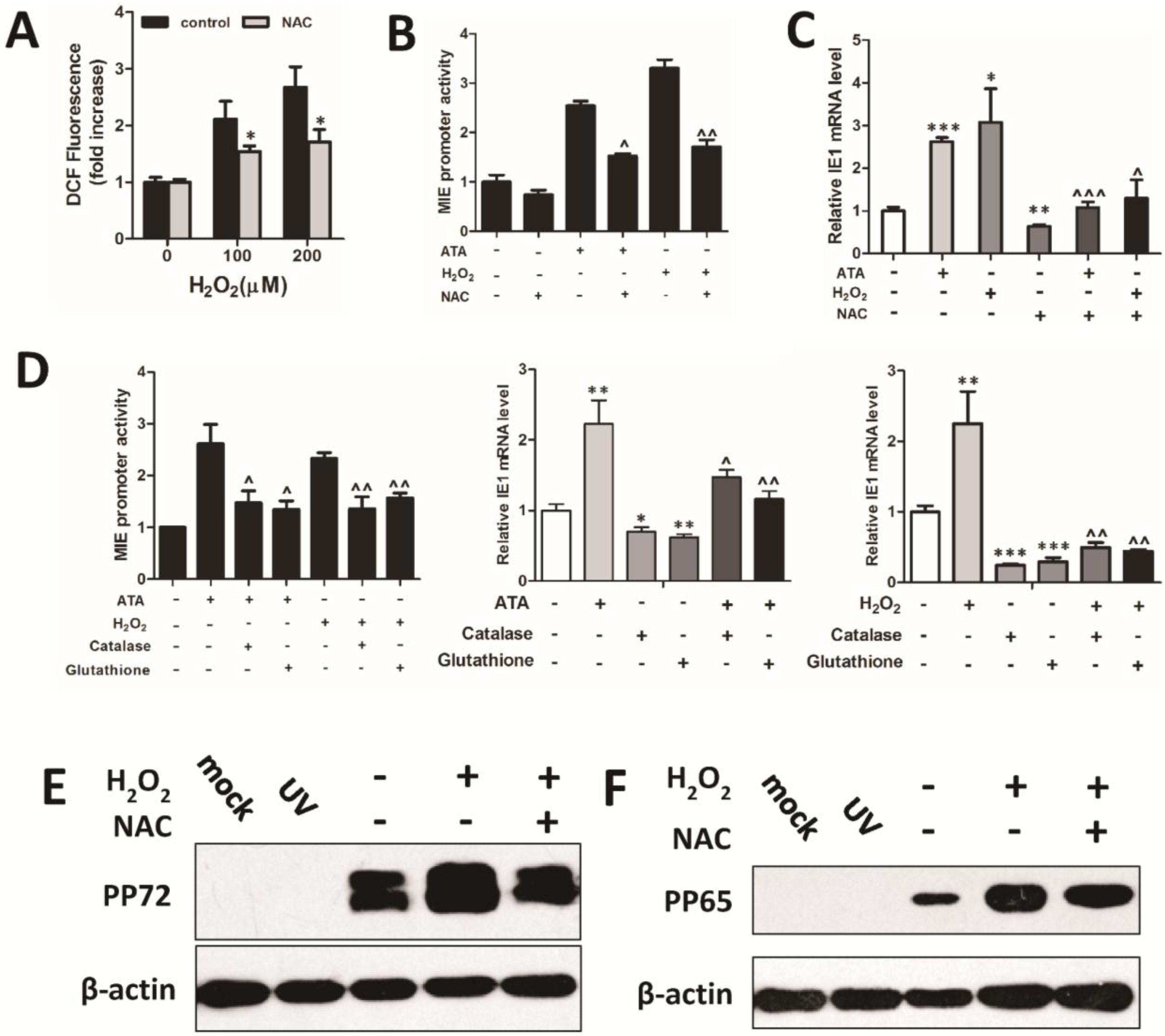 Viruses 07 02748 g004a 1024