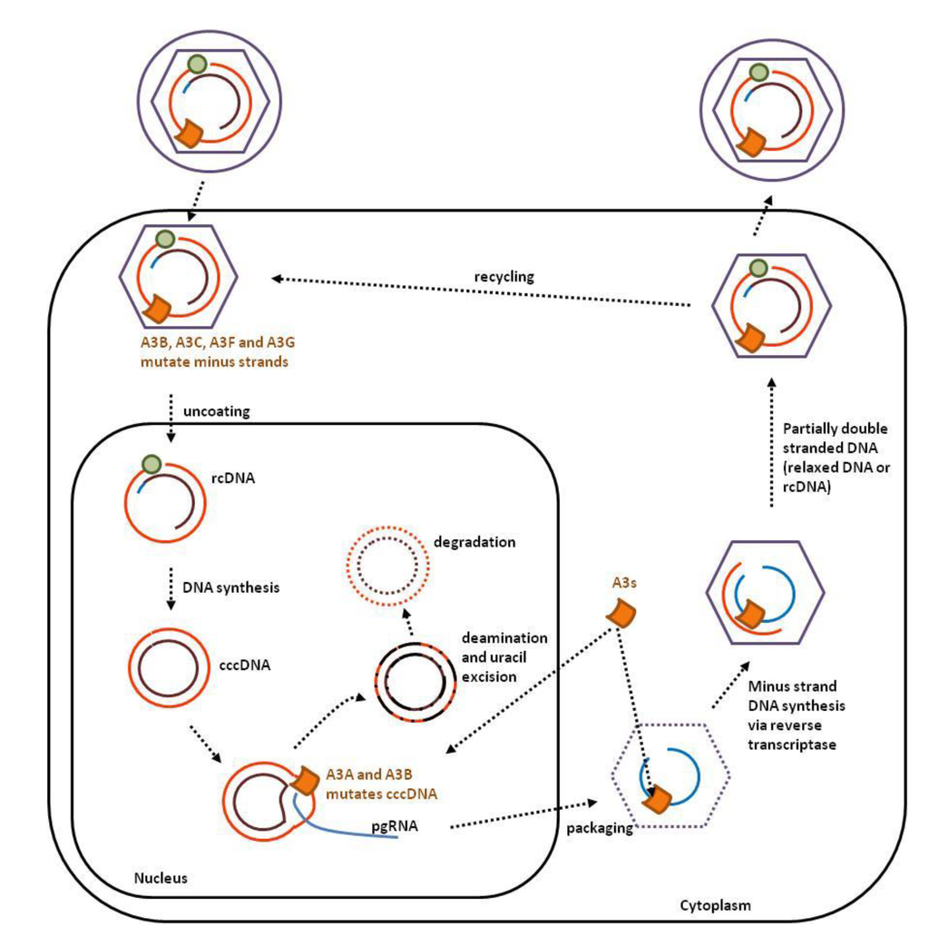 Viruses Special Issue Viral Replication Complexes Structures Functions Applications And Inhibitors