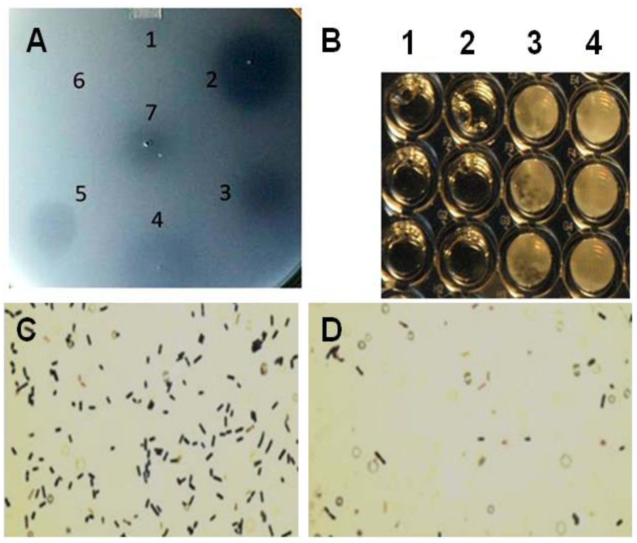 Viruses 07 02758 g002