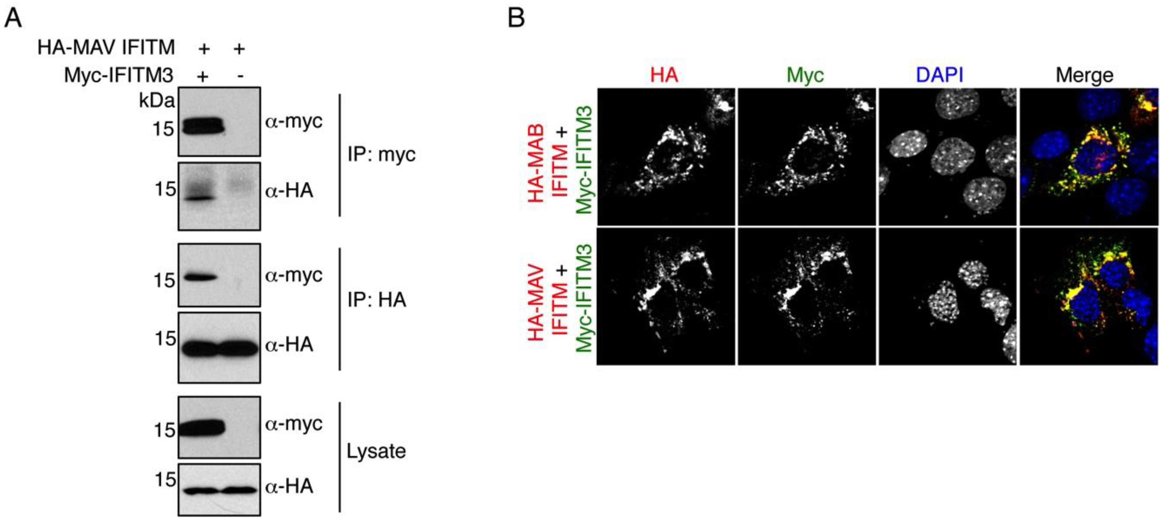 Viruses 07 02759 g005