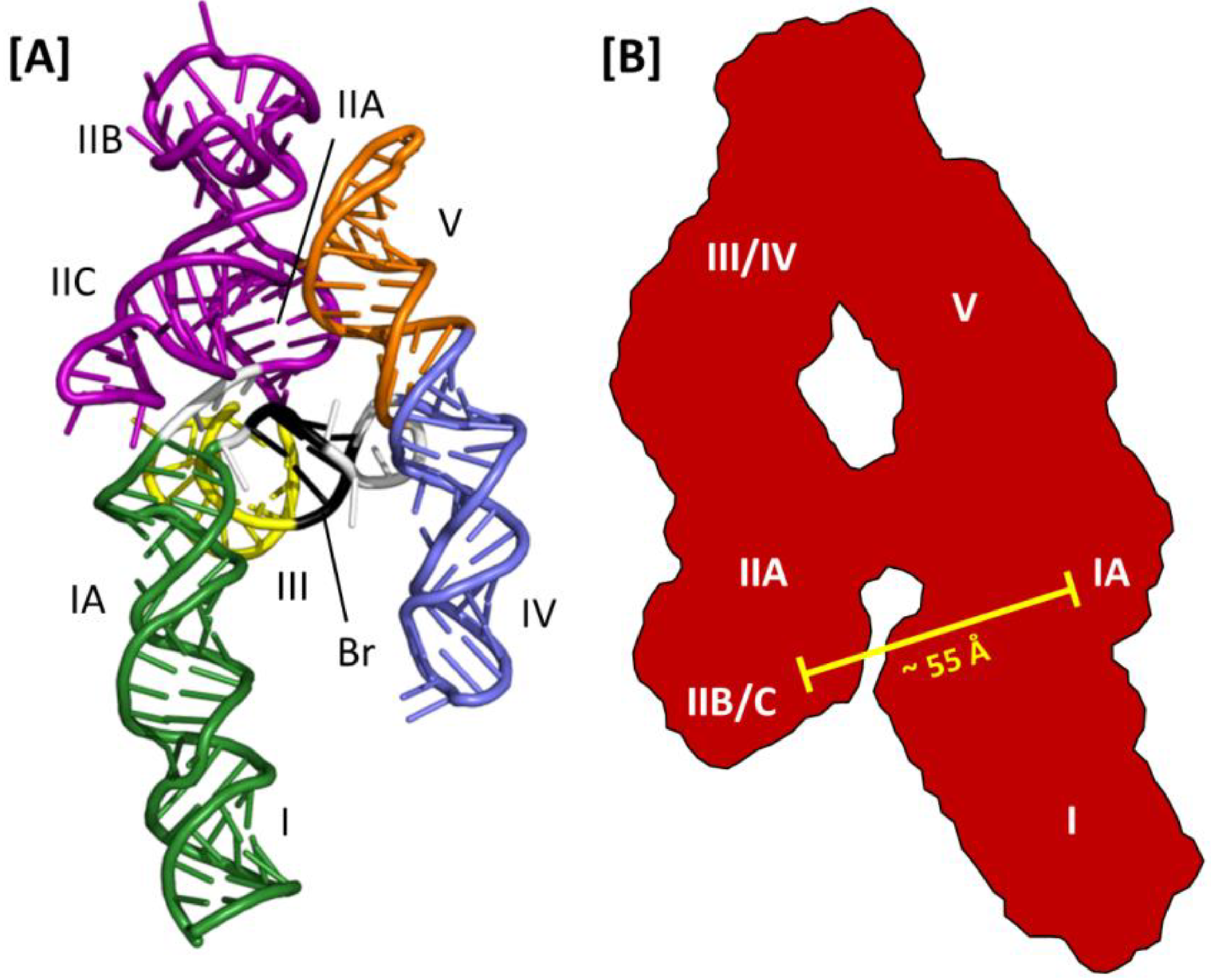 Viruses 07 02760 g005