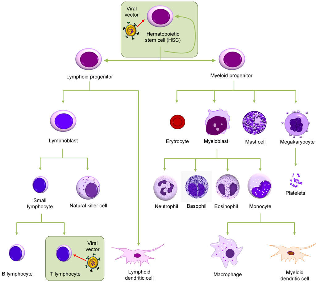 Viruses | Free Full-Text | Bone Marrow Gene Therapy for HIV/AIDS | HTML