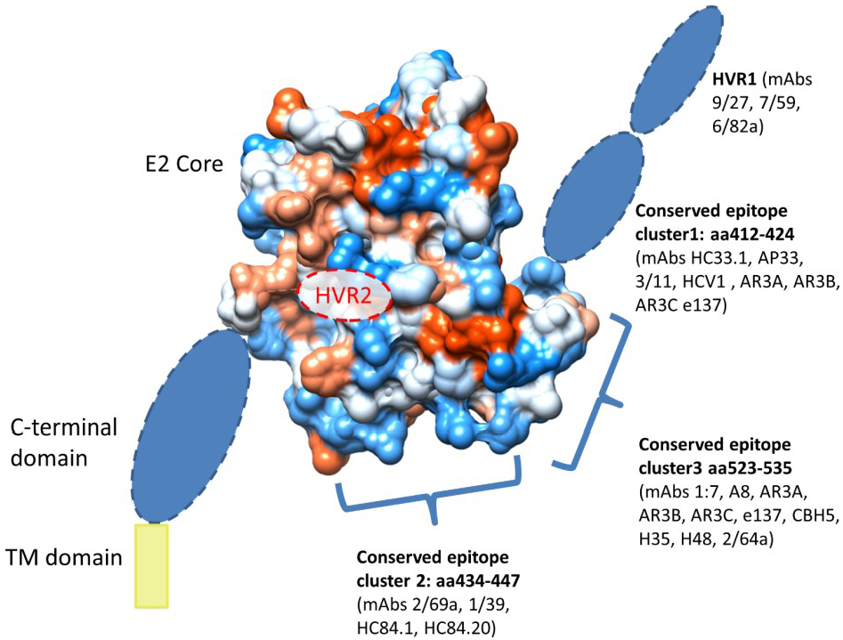 Viruses Special Issue Viral Glycoprotein Structure