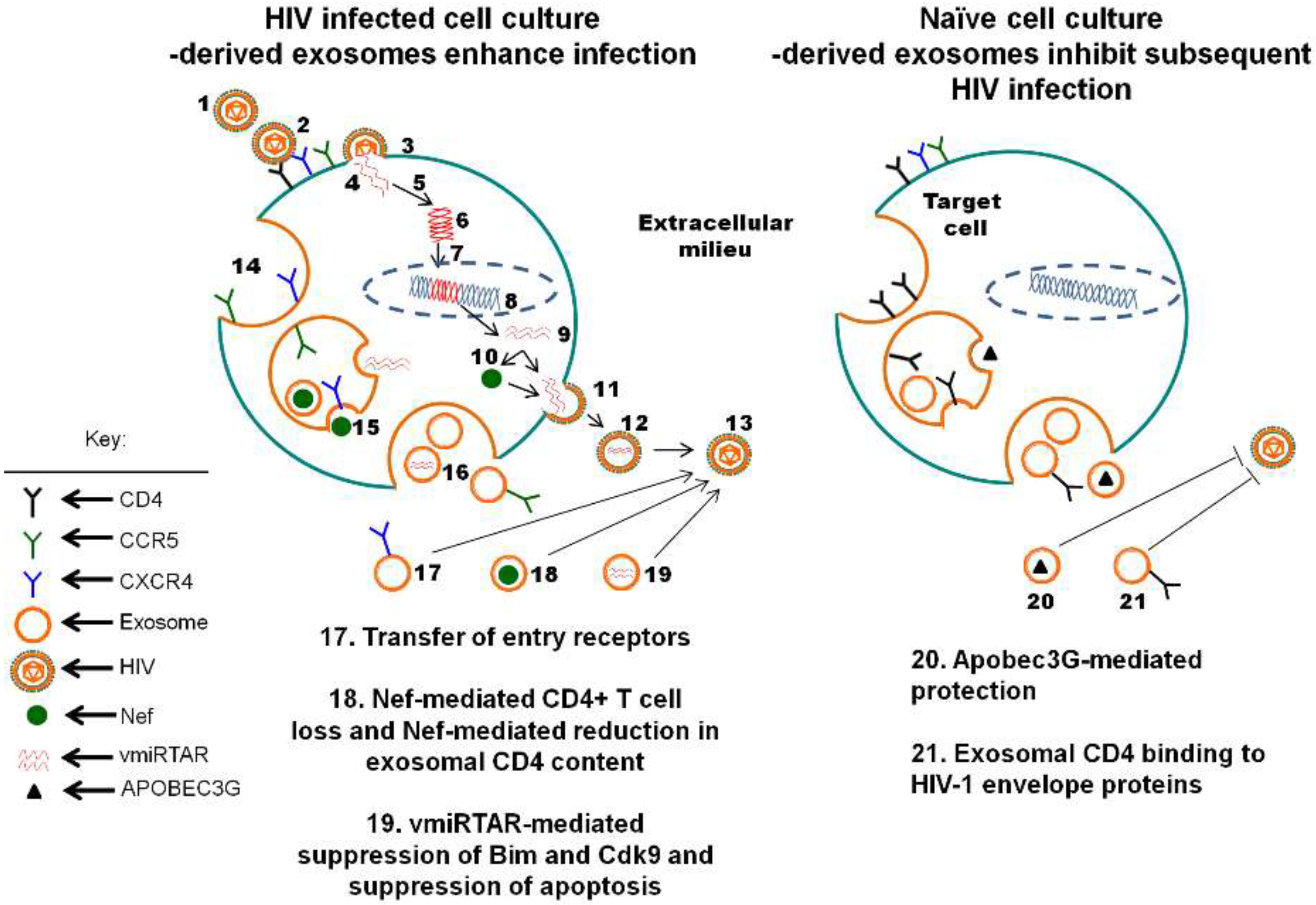 Viruses 07 02810 g001