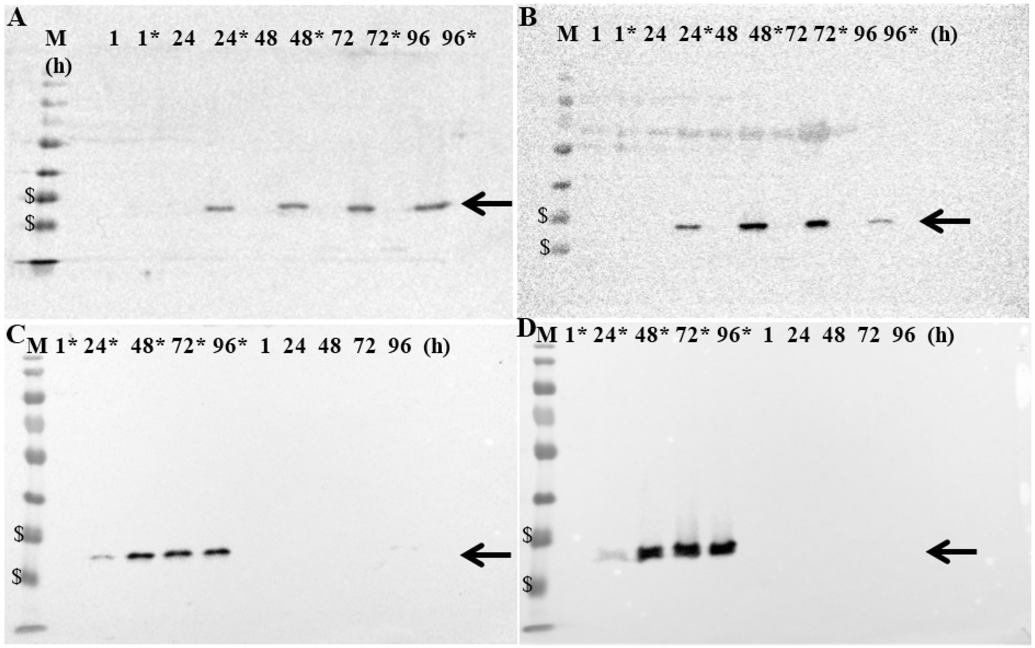 Viruses 07 02811 g004 1024