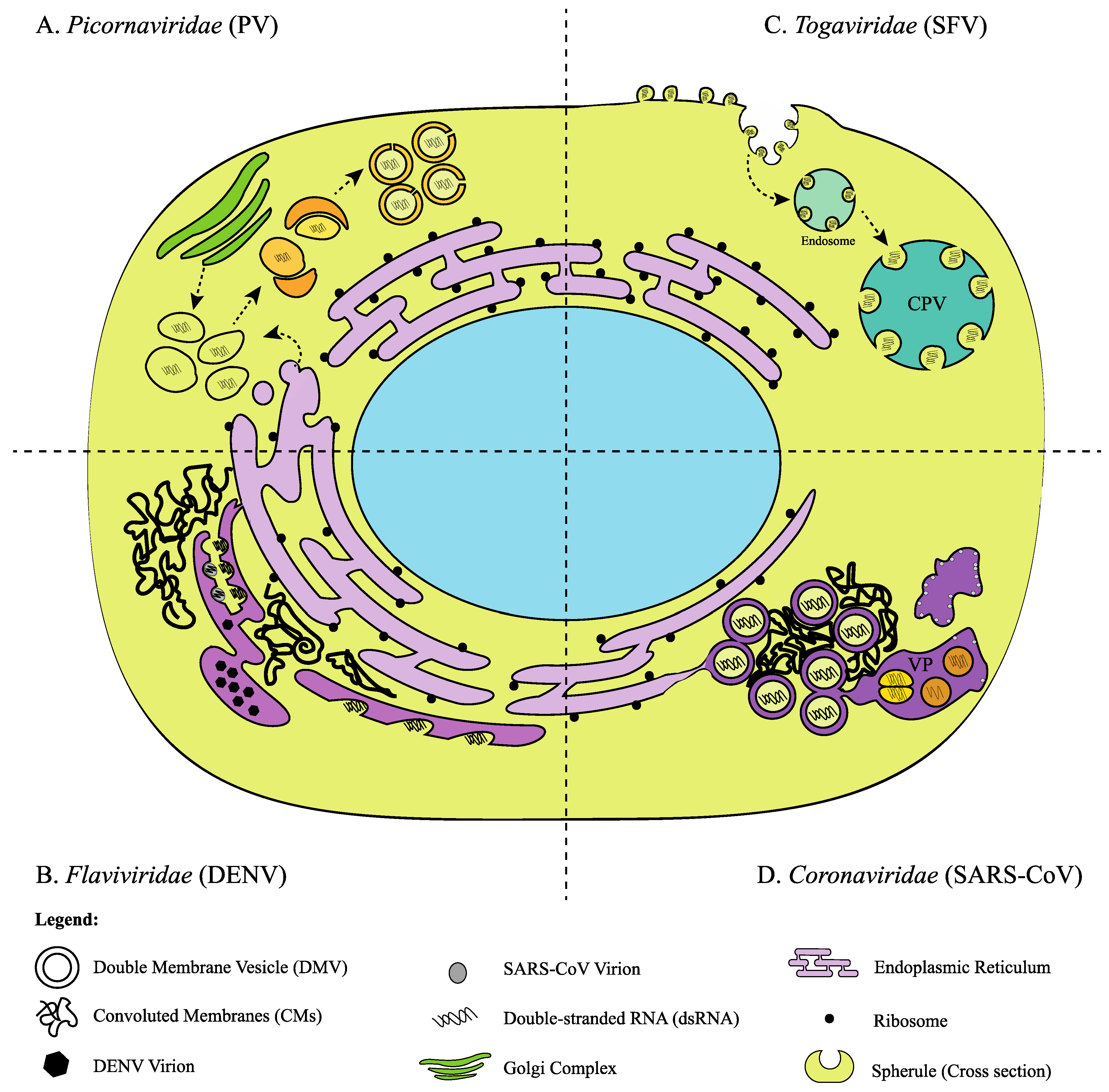 Viruses | Free Full-Text | The Virus-Host Interplay: Biogenesis of +RNA Replication ...3895 x 3835