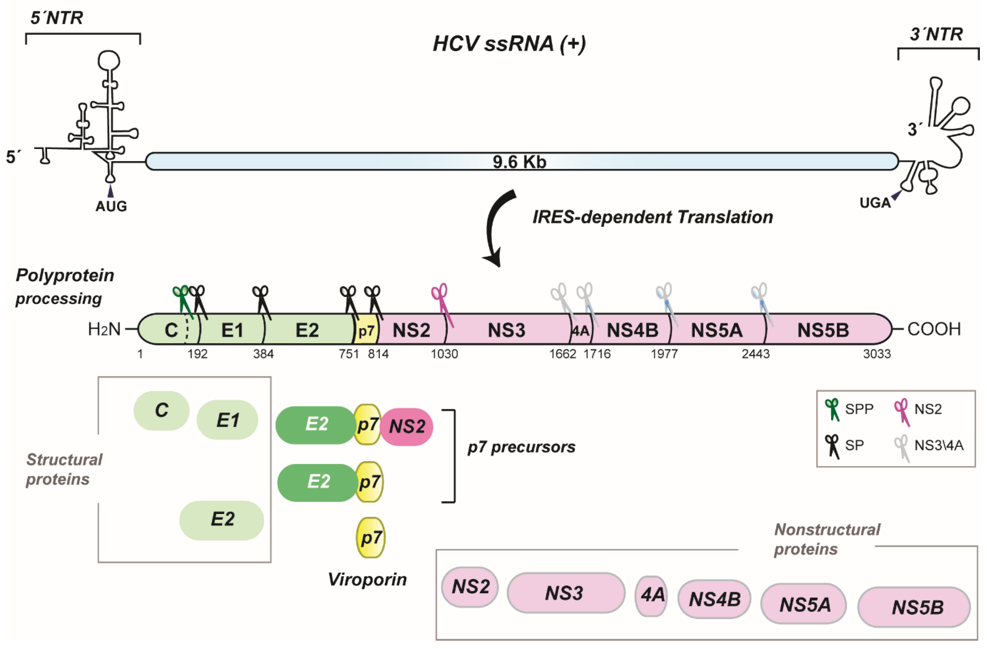 Viruses 07 02826 g001