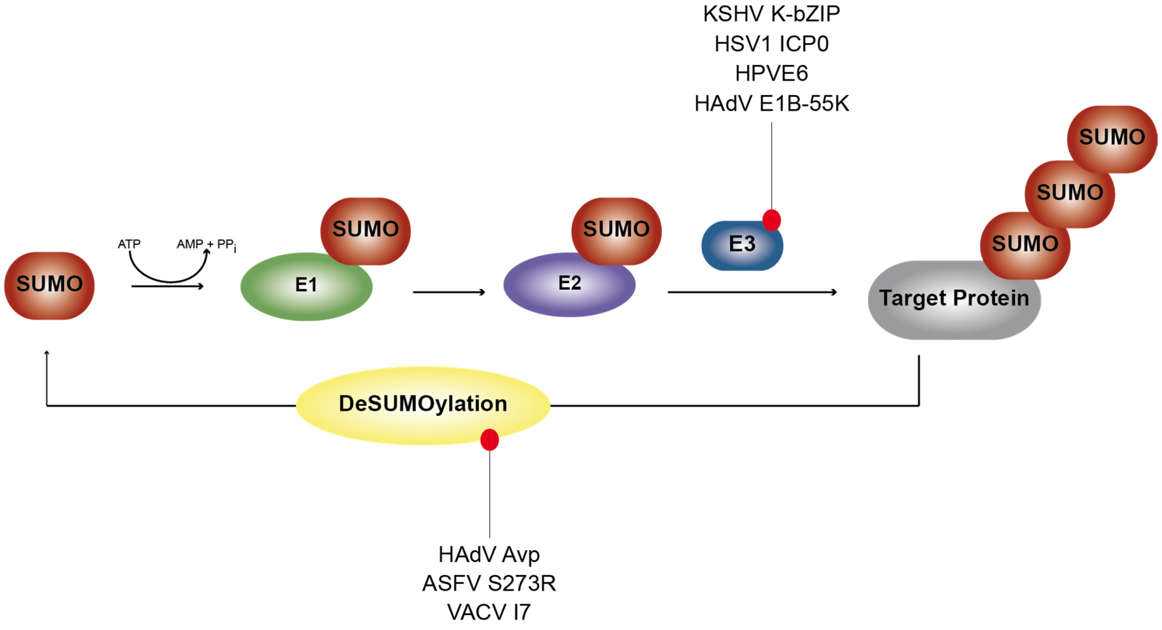 Viruses 07 02849 g002