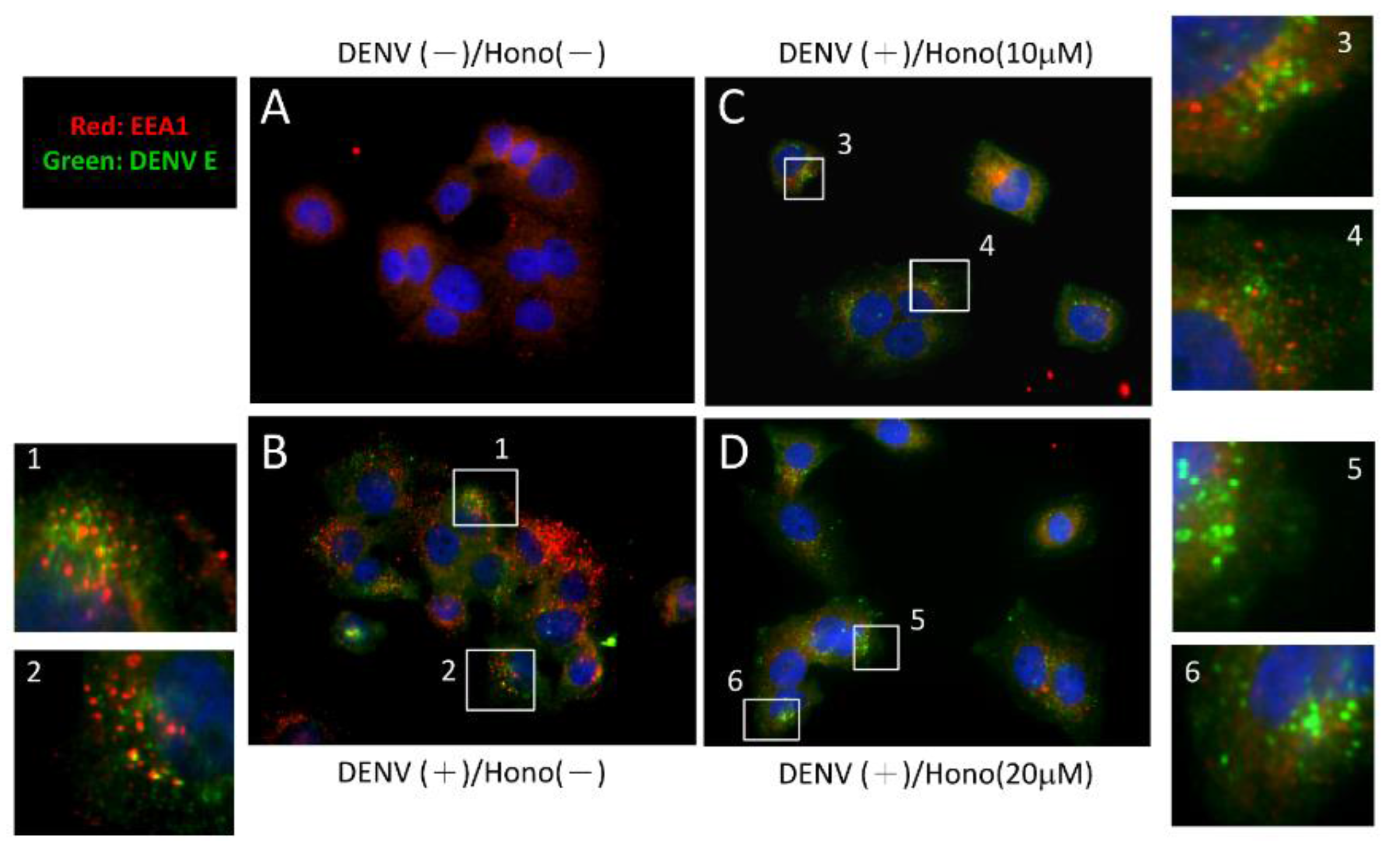 Viruses 07 02852 g005 1024