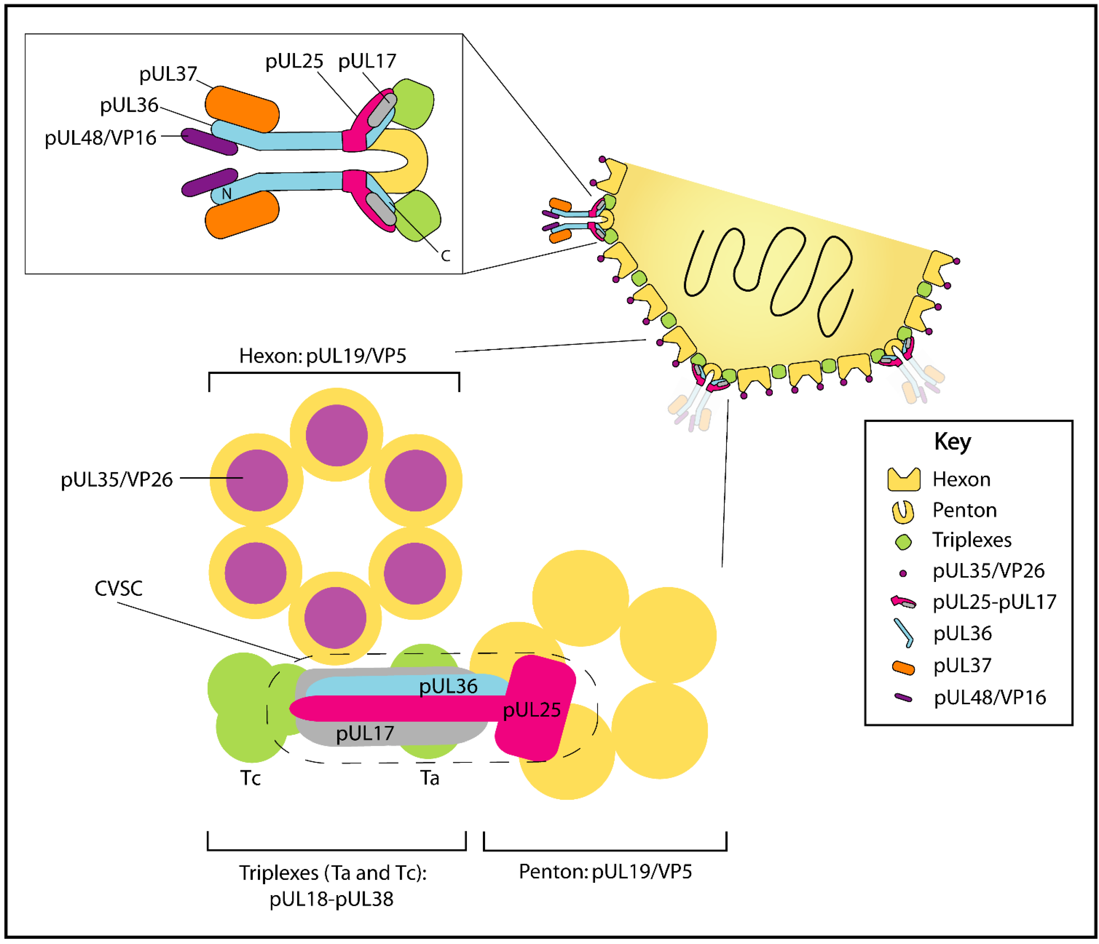 Viruses Free Full Text Tegument Assembly And Secondary Envelopment Viruses Free Full Text Tegument Assembly And Secondary Envelopment
