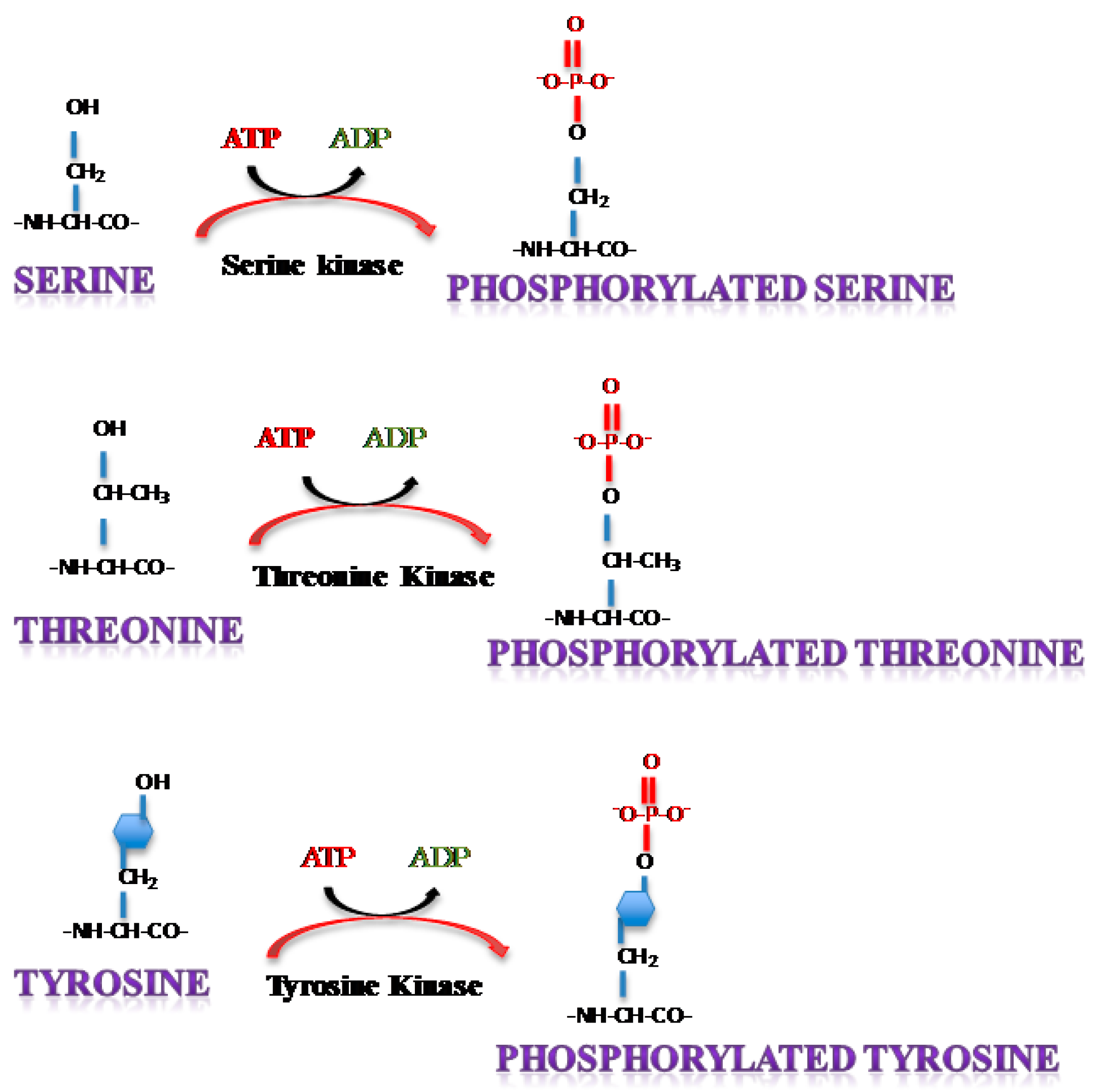 viruses free full text phosphorylation of single stranded rna is rna single stranded