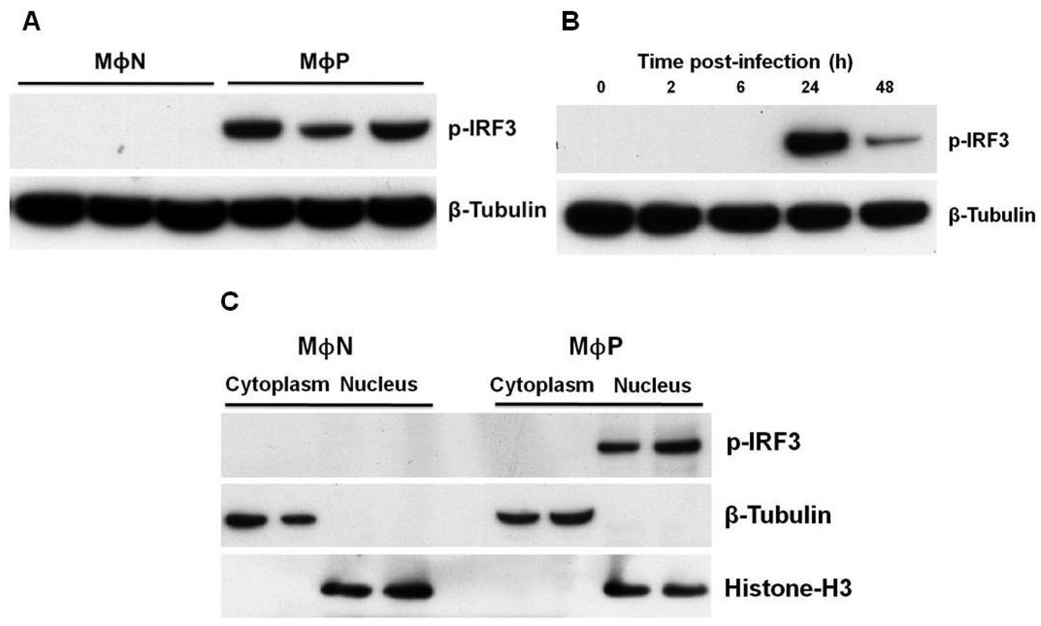 Viruses 07 02879 g002 1024