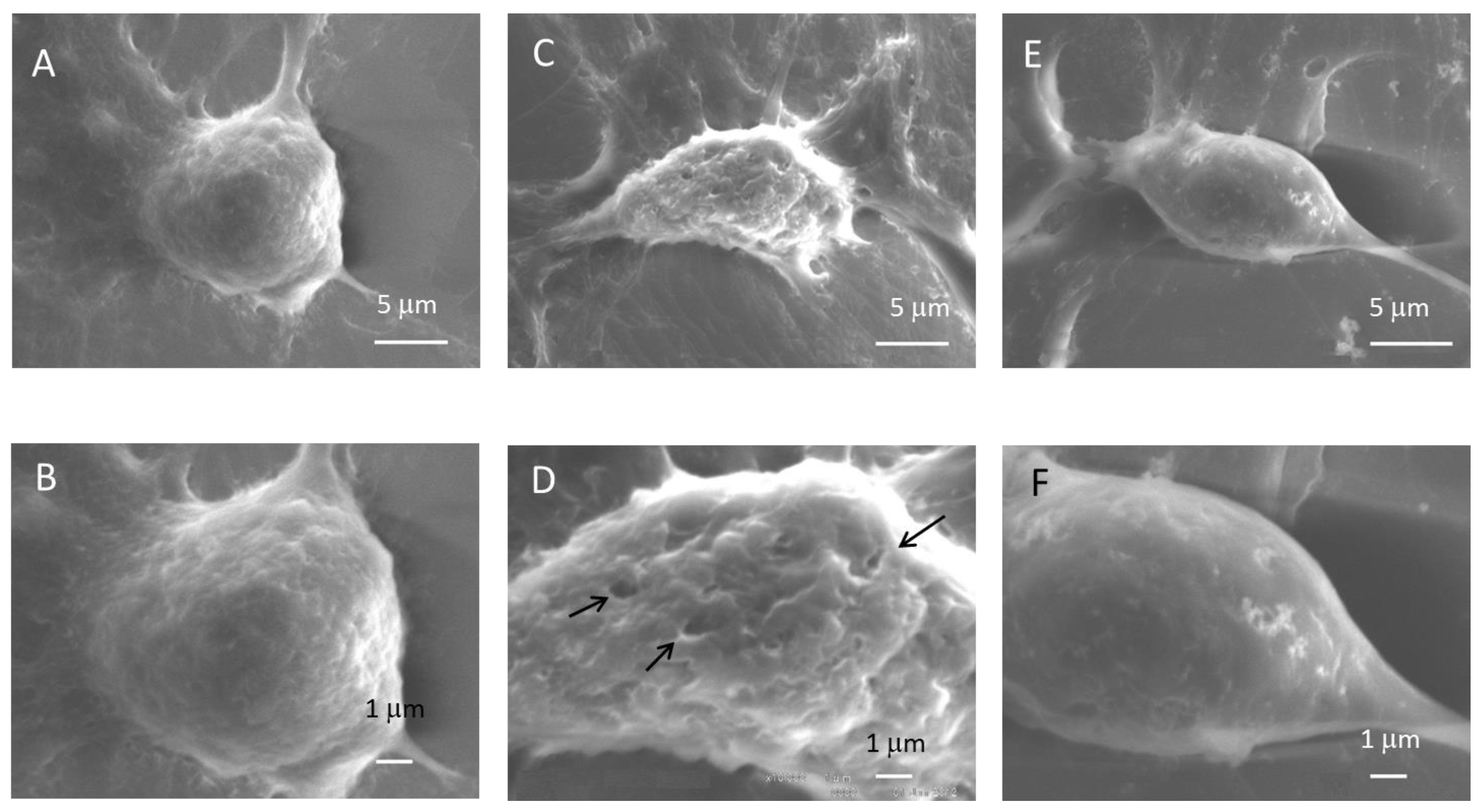 Viruses 07 02890 g005