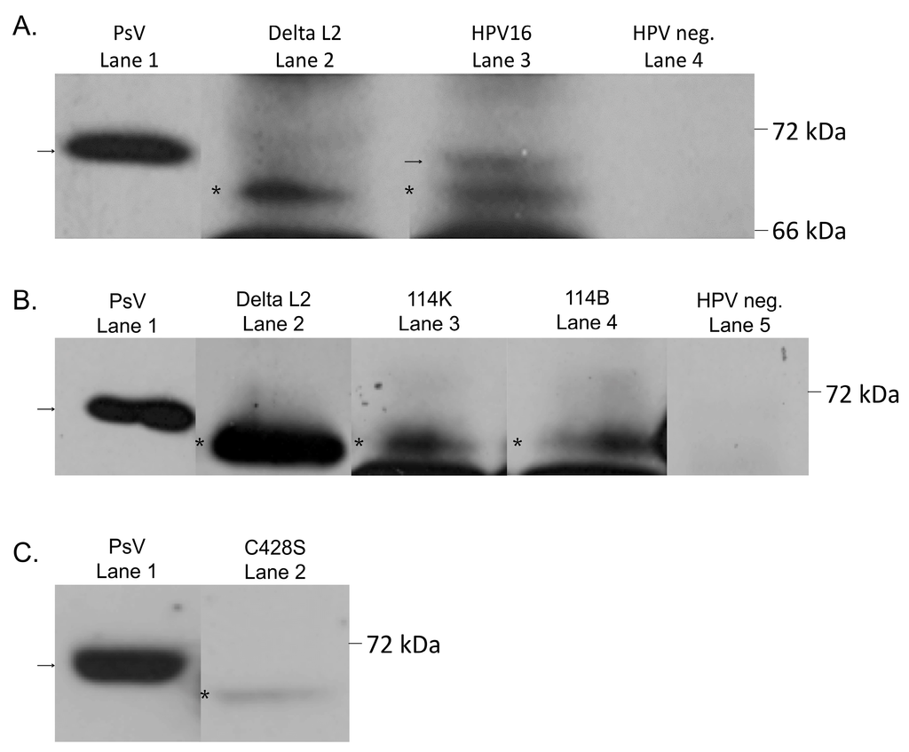 Viruses 07 02910 g005 1024