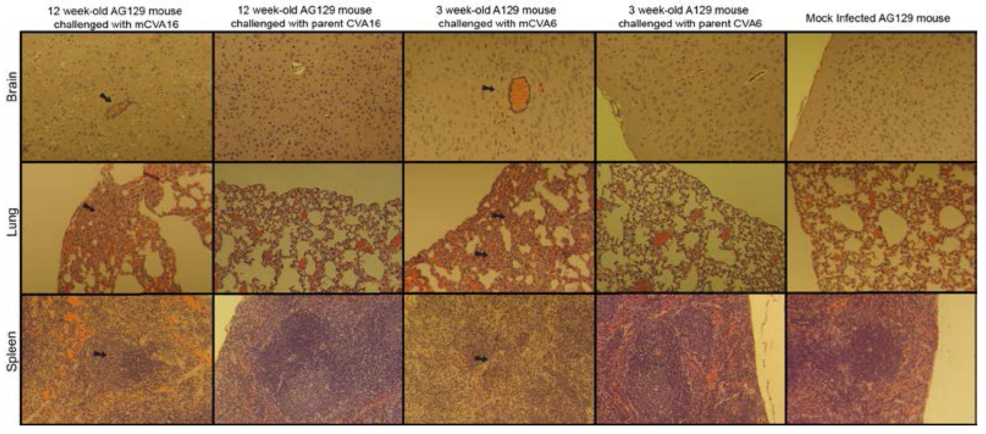 Viruses 07 02916 g002