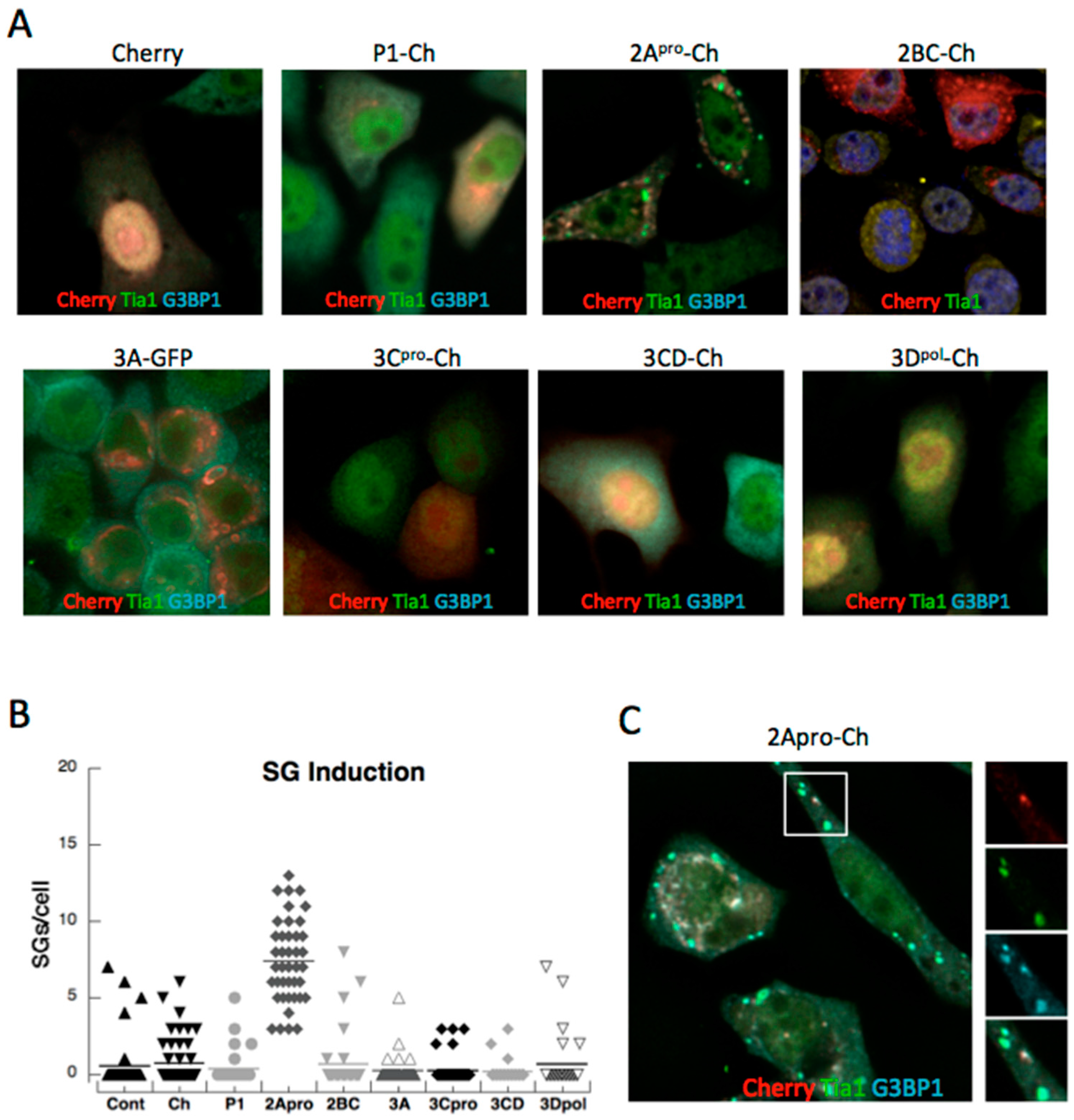 Viruses 07 02922 g001