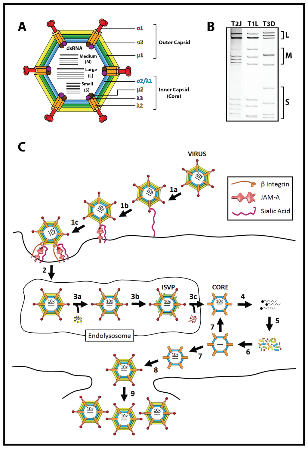 Viruses Free Full Text Potential For Improving Potency And Specificity Of Reovirus Oncolysis With Next Generation Reovirus Variants Html Viruses Free Full Text Potential For Improving Potency And Specificity Of Reovirus Oncolysis With Next Generation Reovirus Variants Html