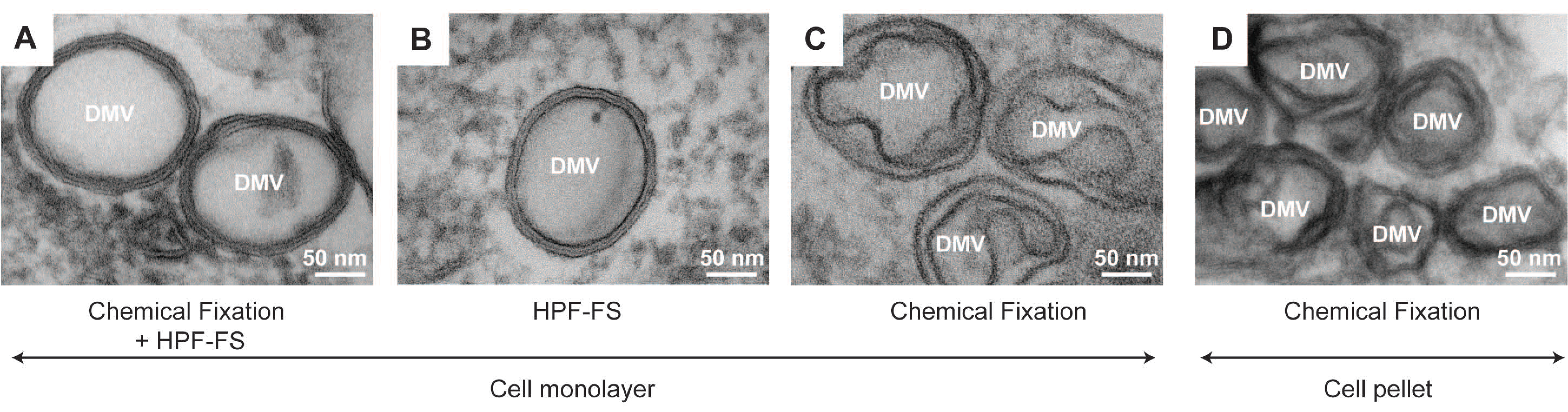 Viruses 07 02940 g002
