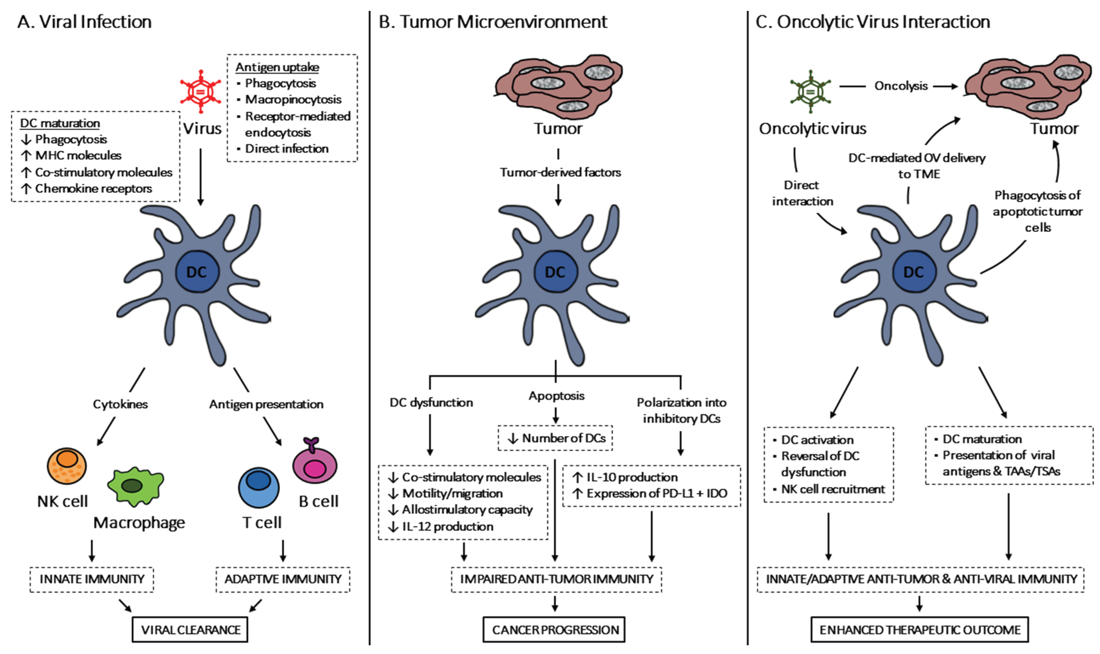 Virus 7. Oncolytic viruses. Dendritic Cells. Tumor Immunity. Virus receptor.