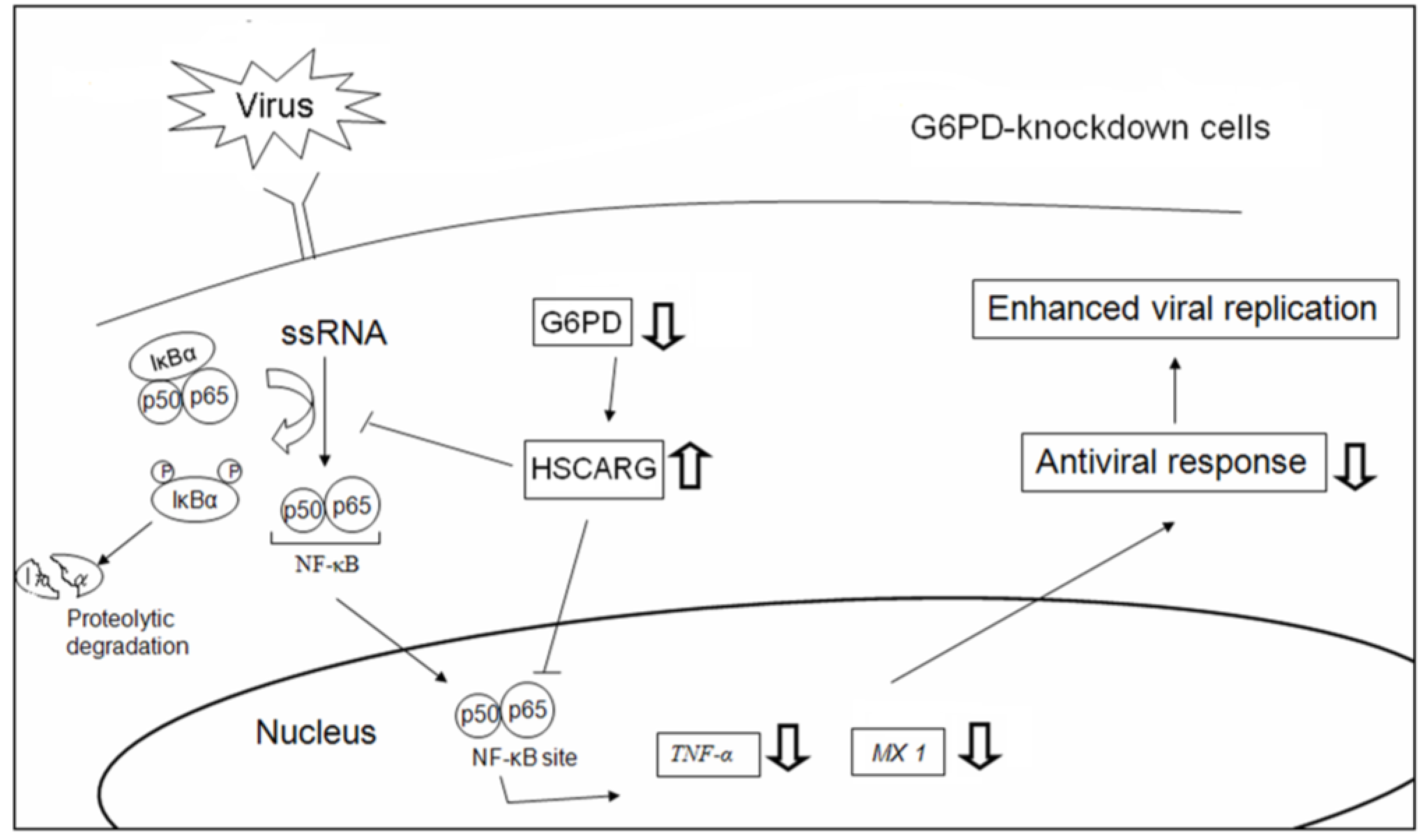 Viruses | Free Full-Text | Glucose-6-Phosphate Dehydrogenase Enhances Antiviral ...