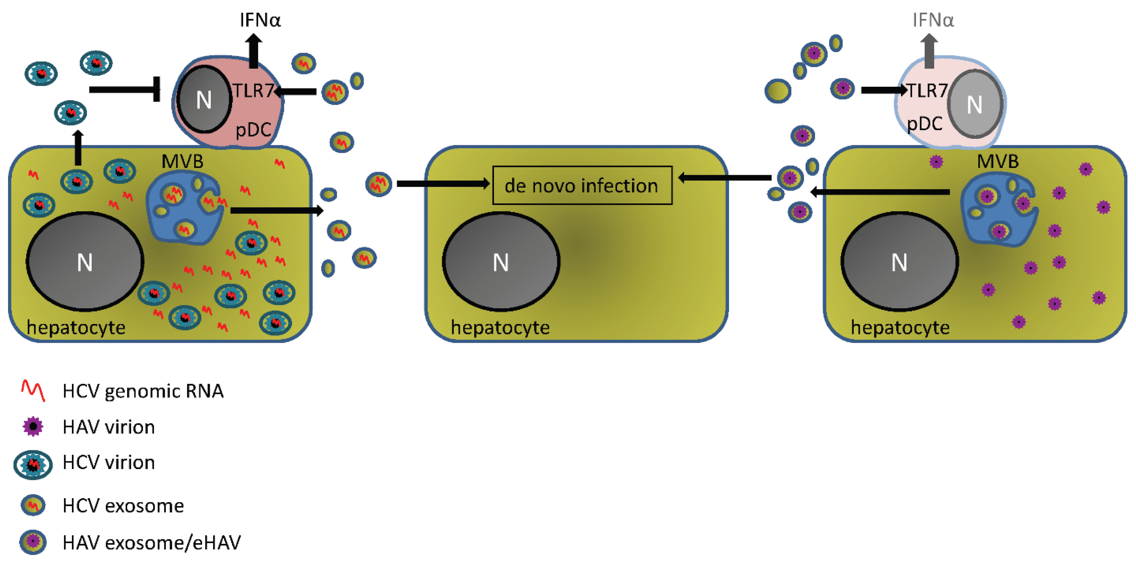 Viruses 07 02967 g001