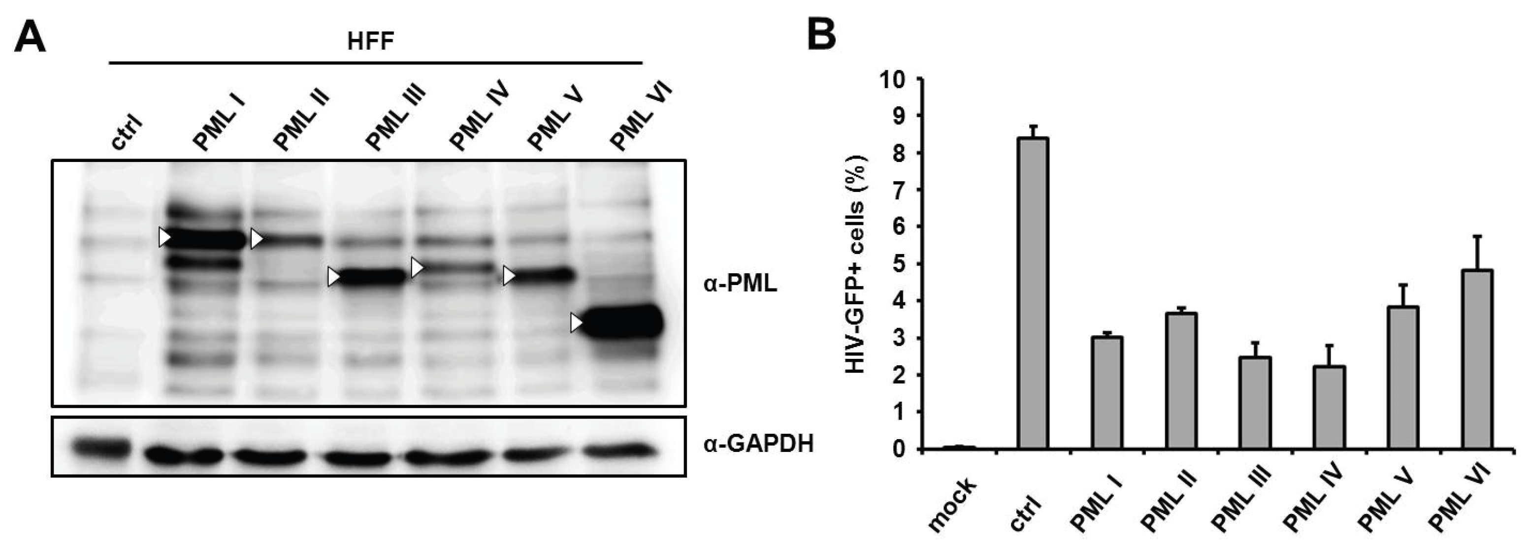 Viruses 08 00002 g002 1024