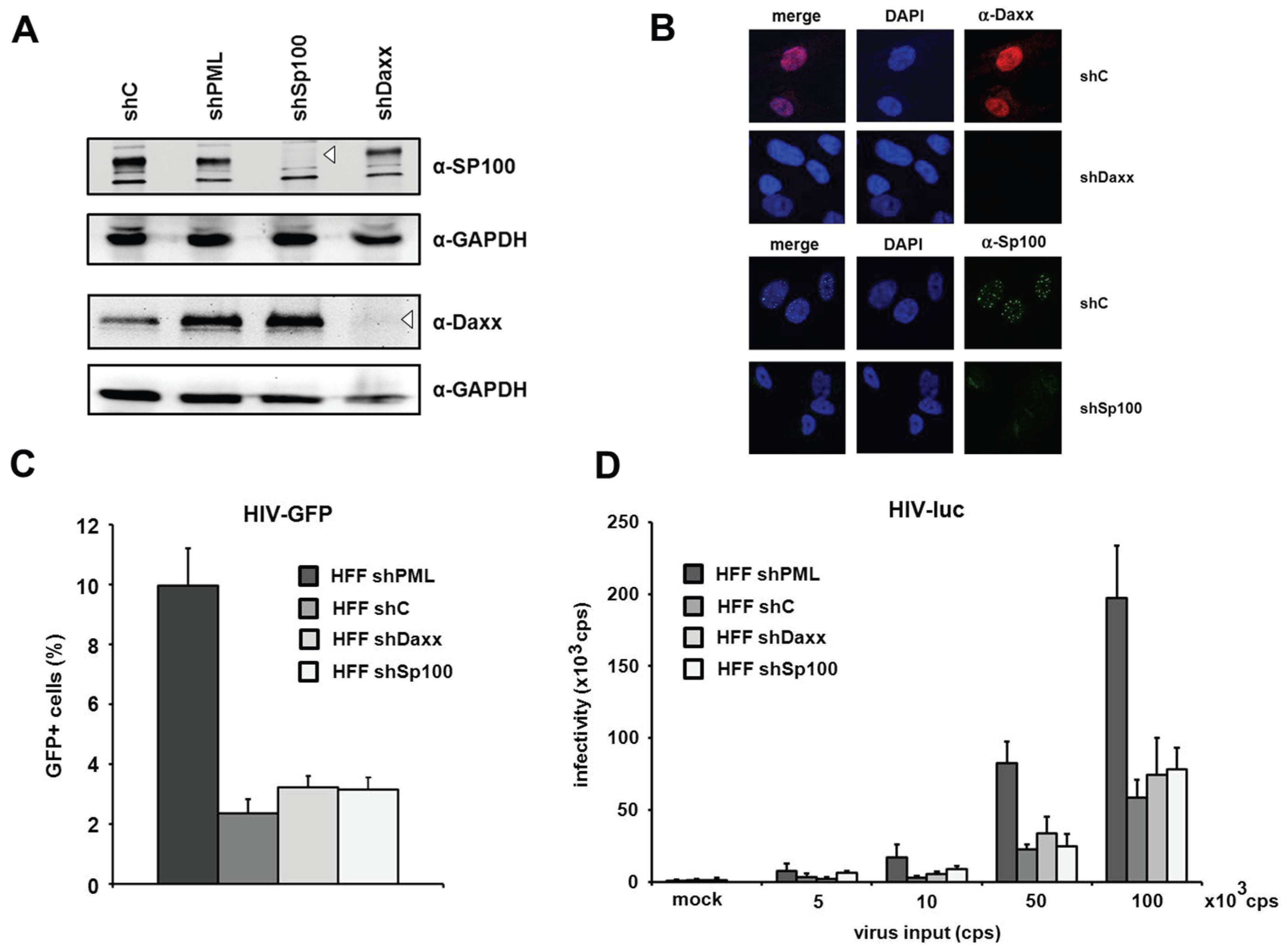 Viruses 08 00002 g004 1024