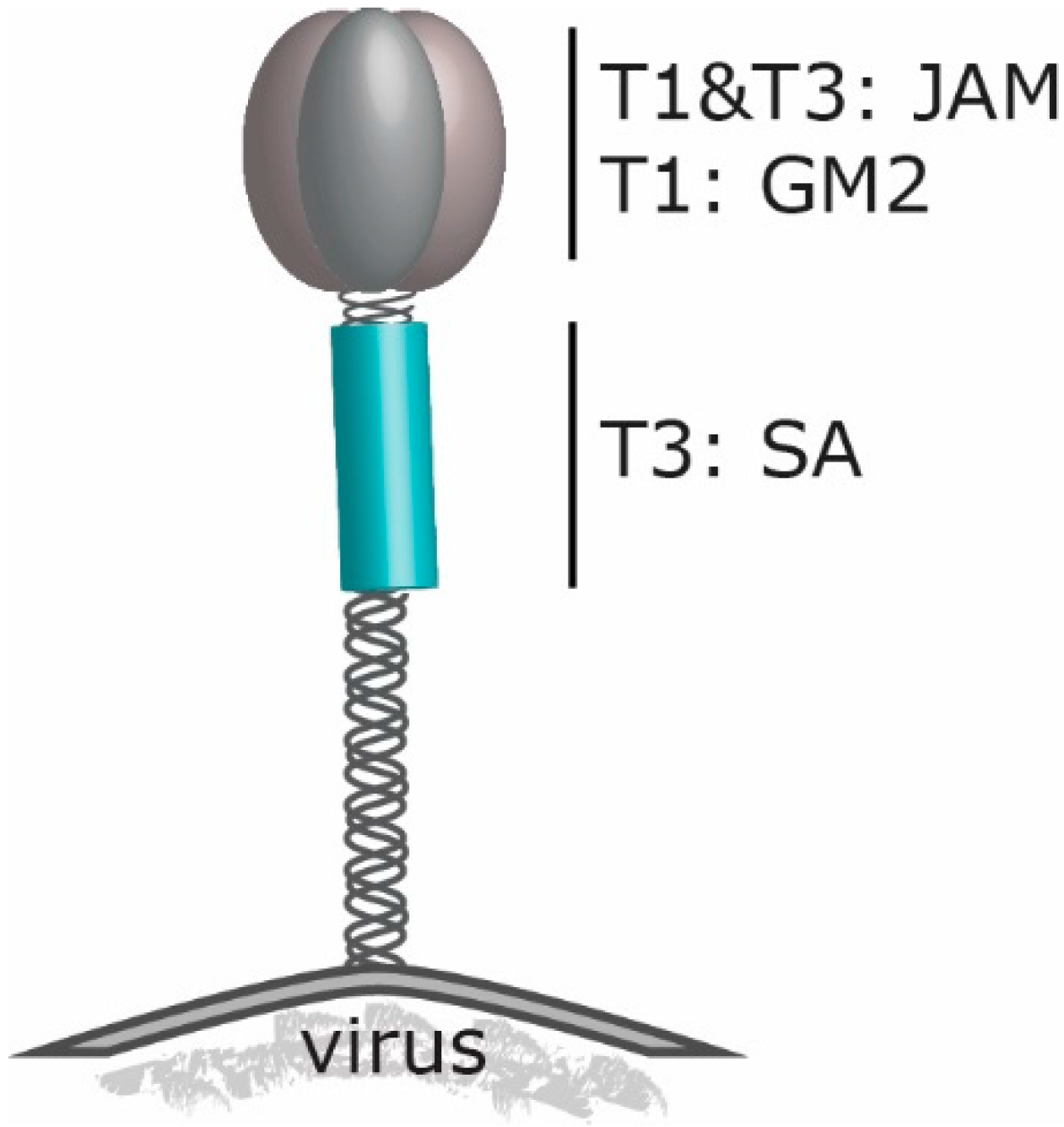Viruses 08 00004 g001
