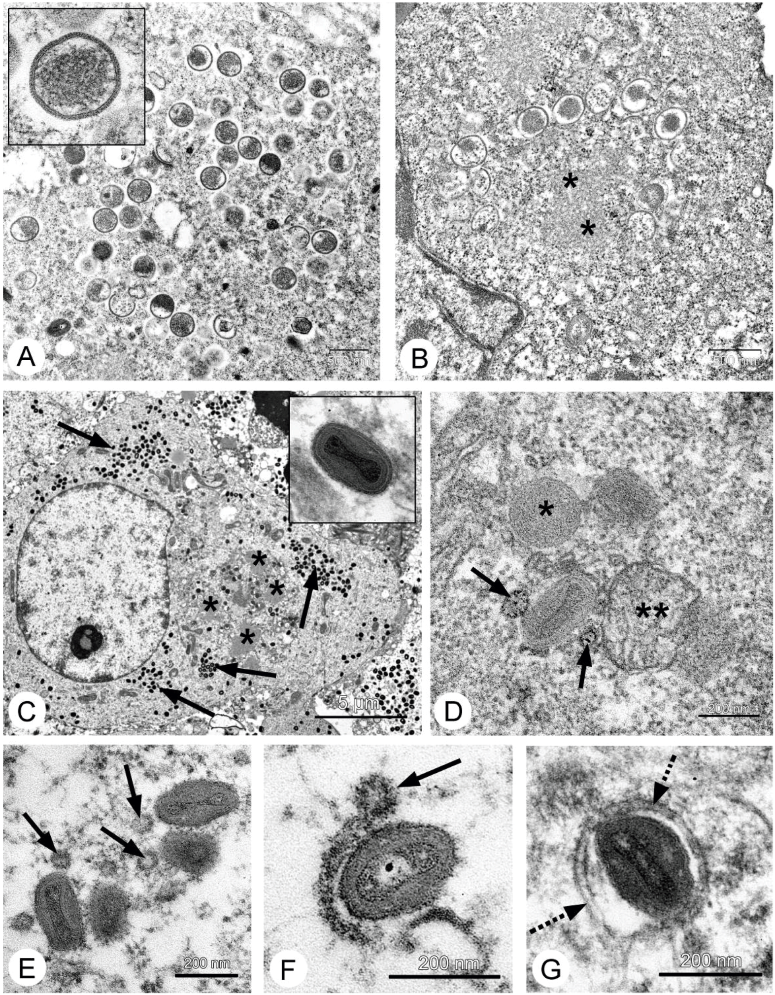 Viruses 08 00020 g003 1024