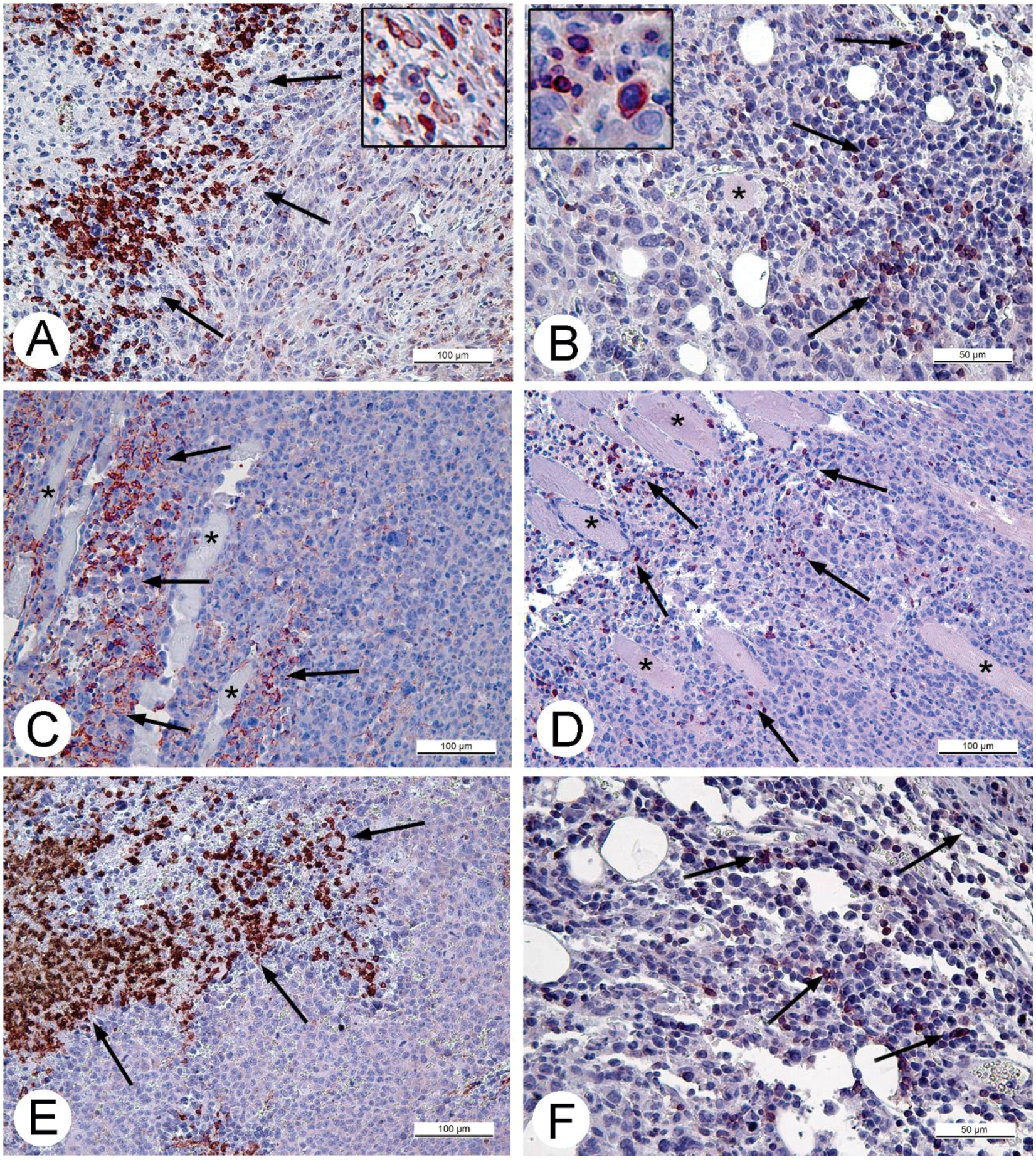 Viruses 08 00020 g005 1024